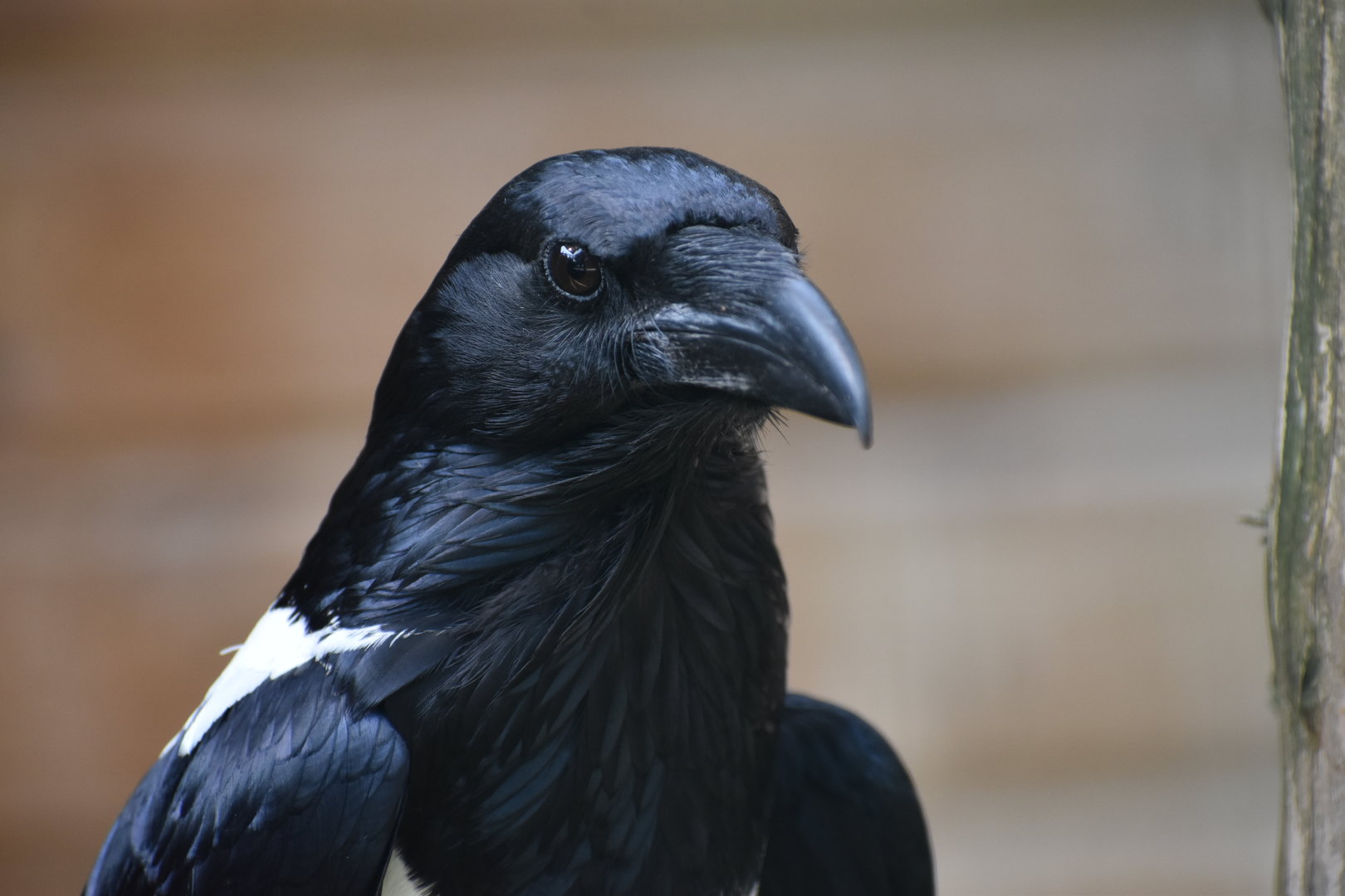 Pied Crow - Corvus albus
