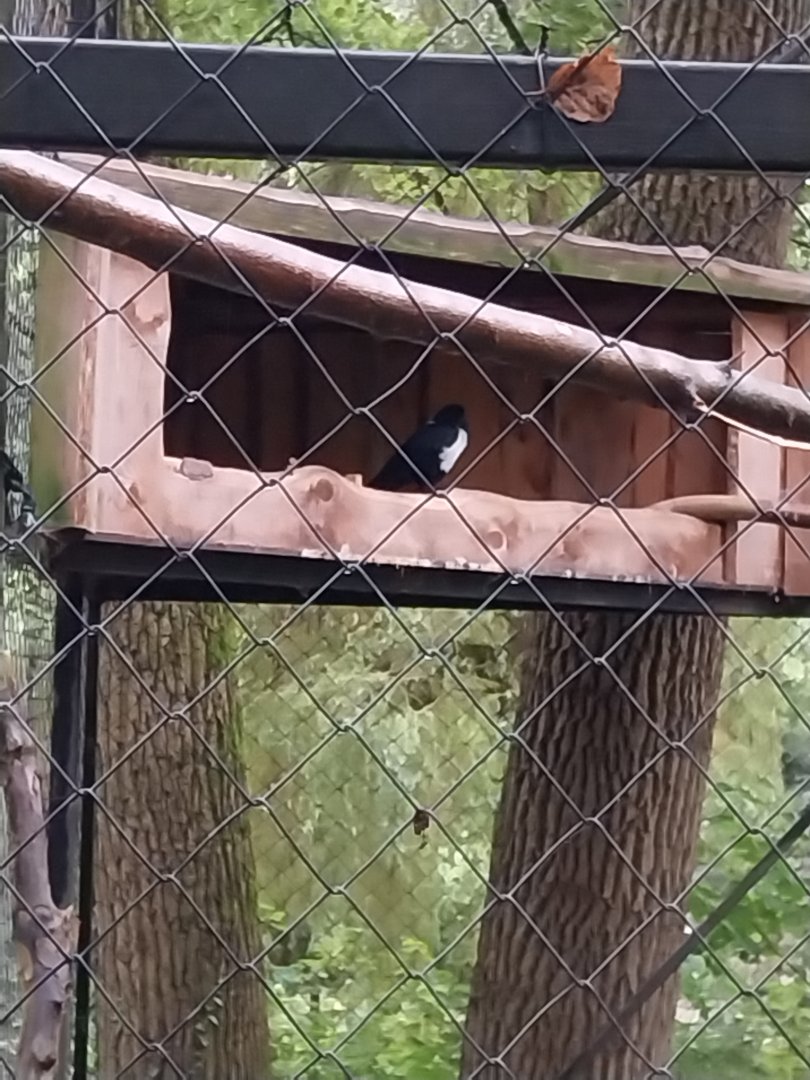 Pied Crow (Corvus albus)