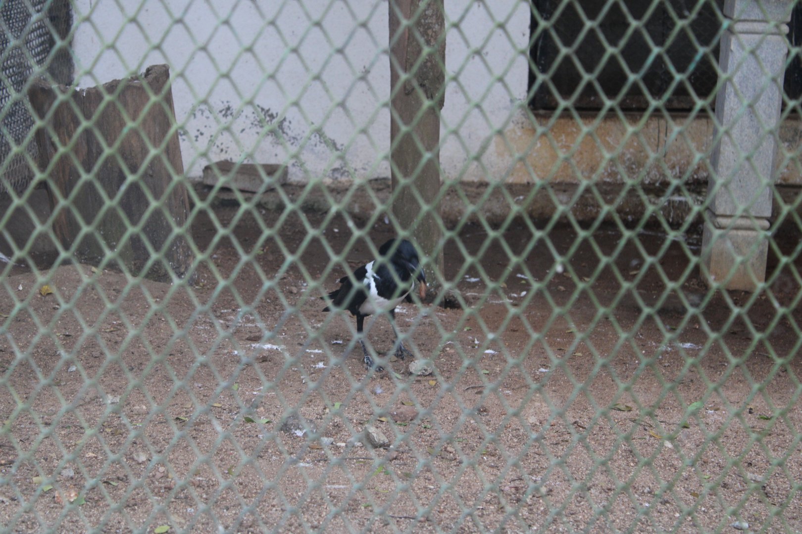 Pied Crow (Corvus albus)