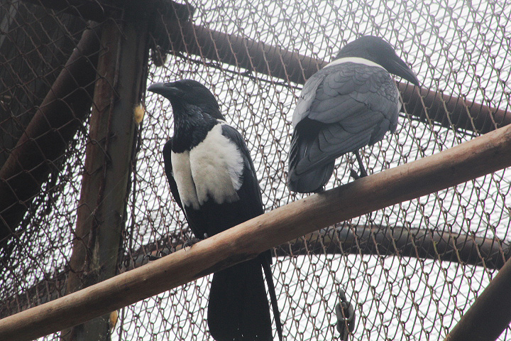 Pied crow (Corvus albus)