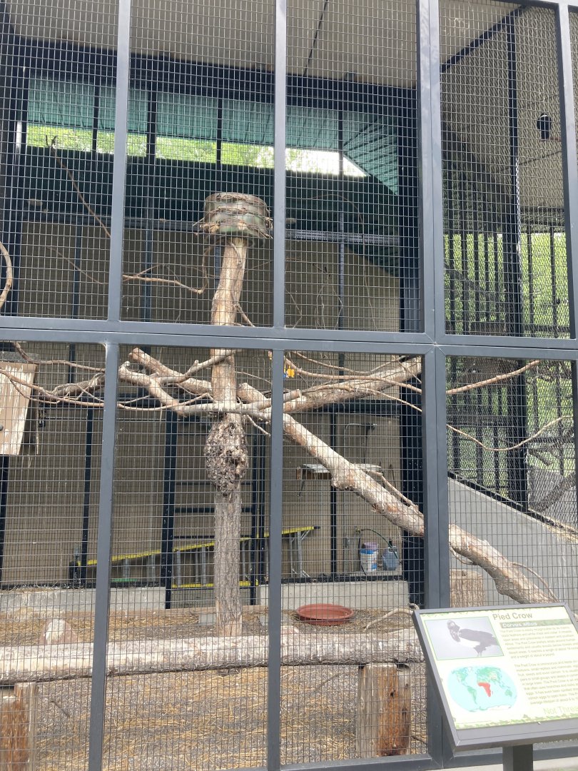 Pied Crow Exhibit