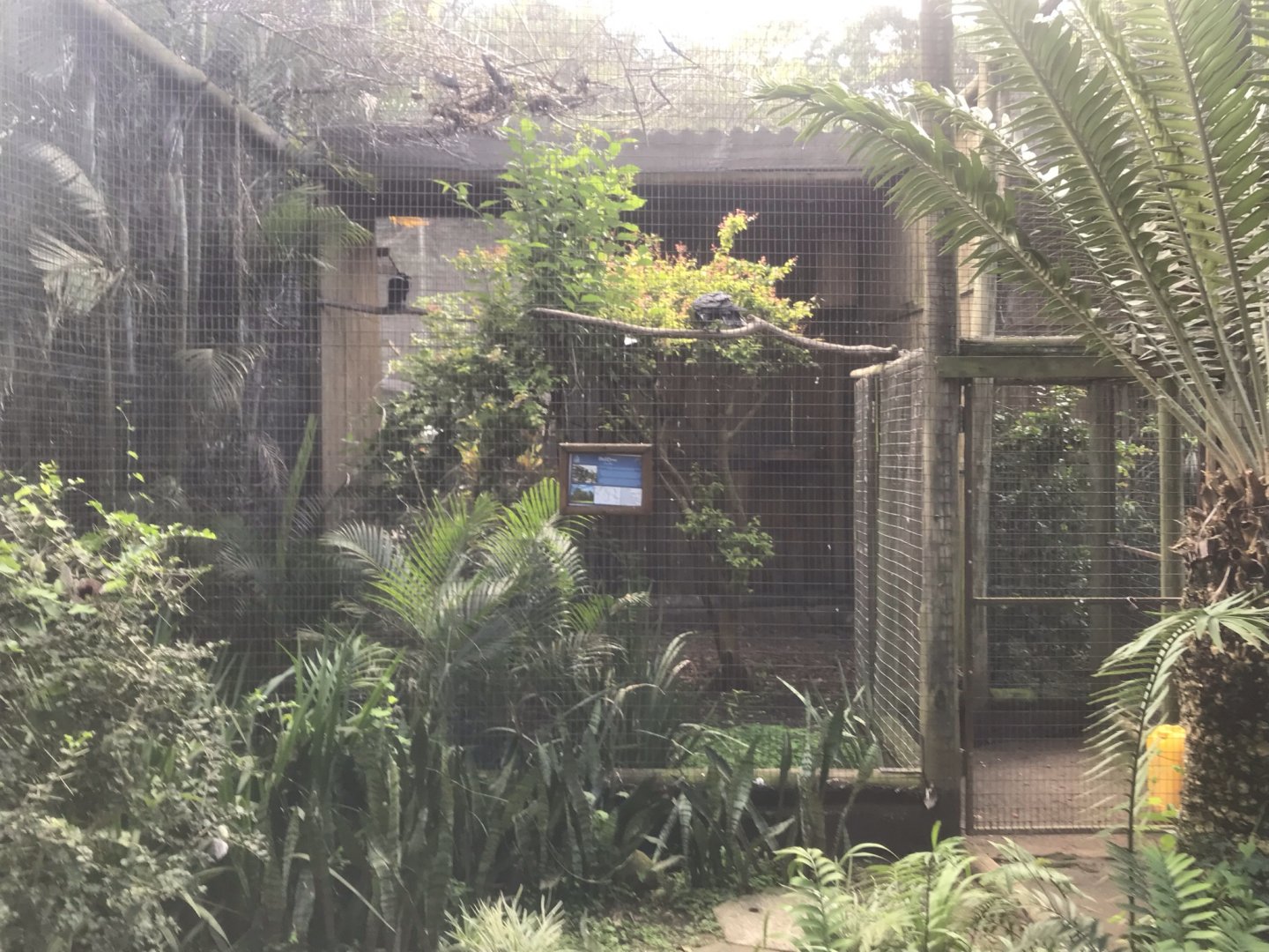 Pied Crow Exhibit
