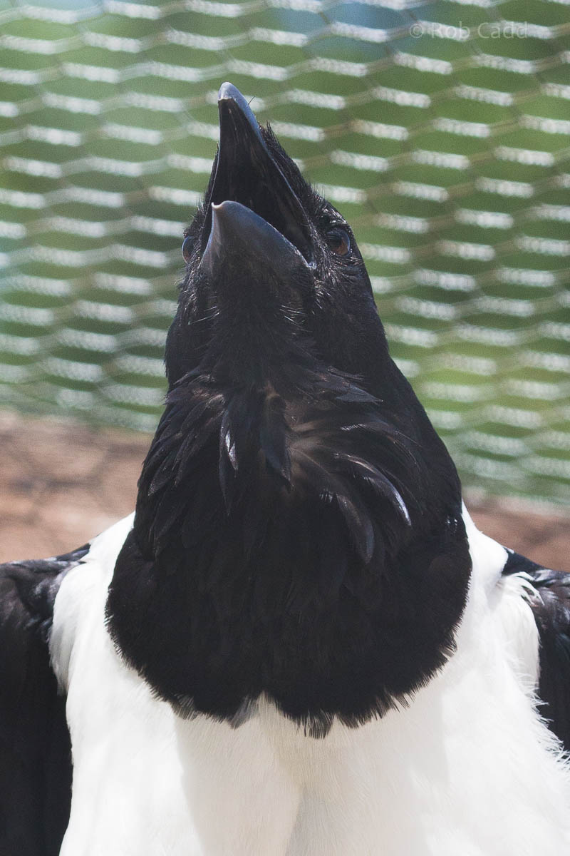Pied crow : Hamerton : 09 Aug 2015