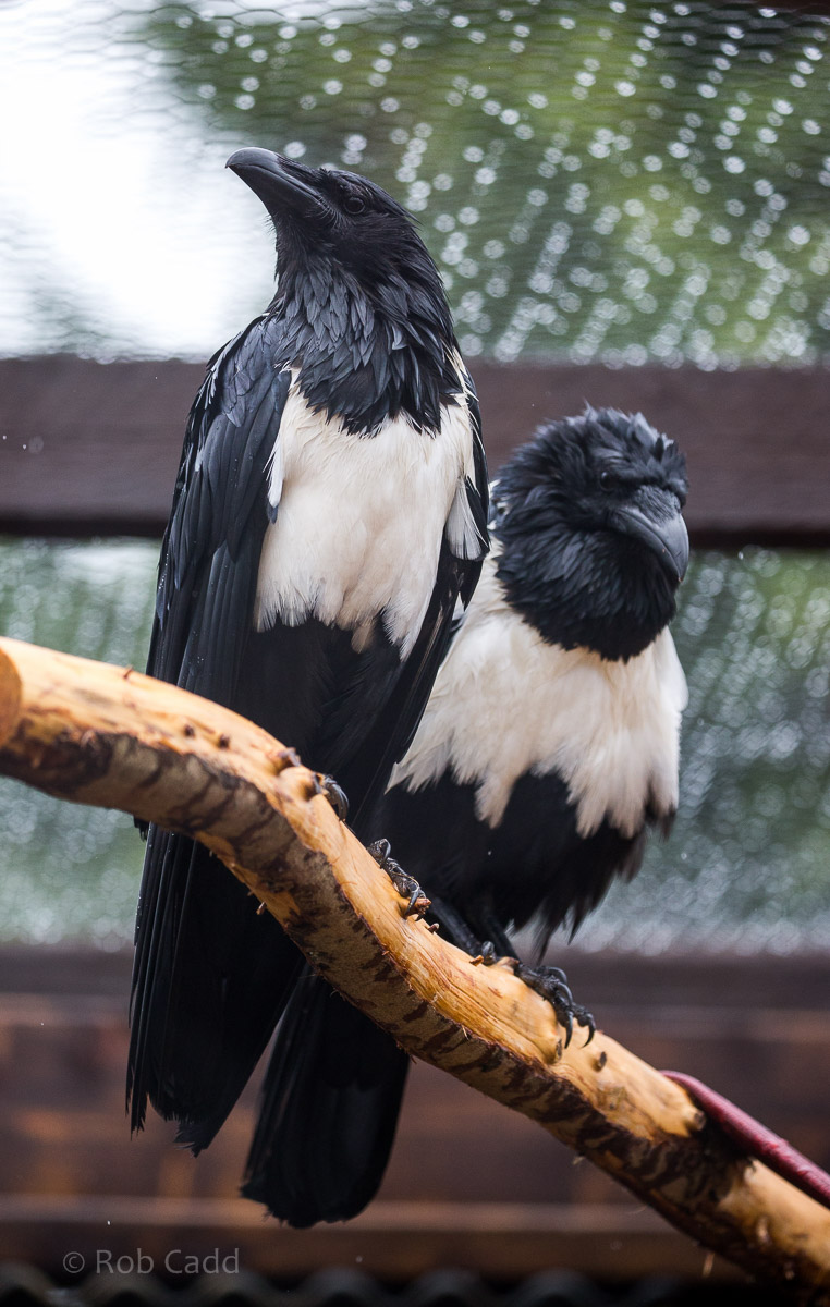 Pied crow : Hamerton : 12 Jul 2015