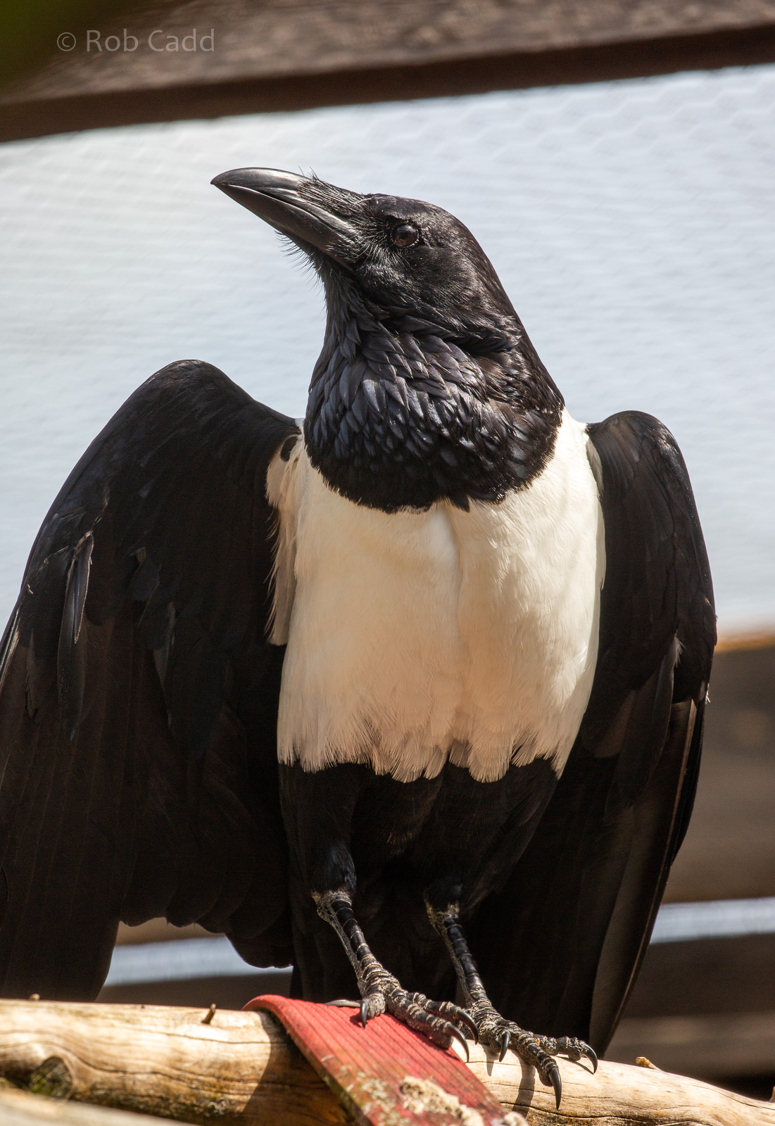 Pied crow : Hamerton : 15 Jun 2018