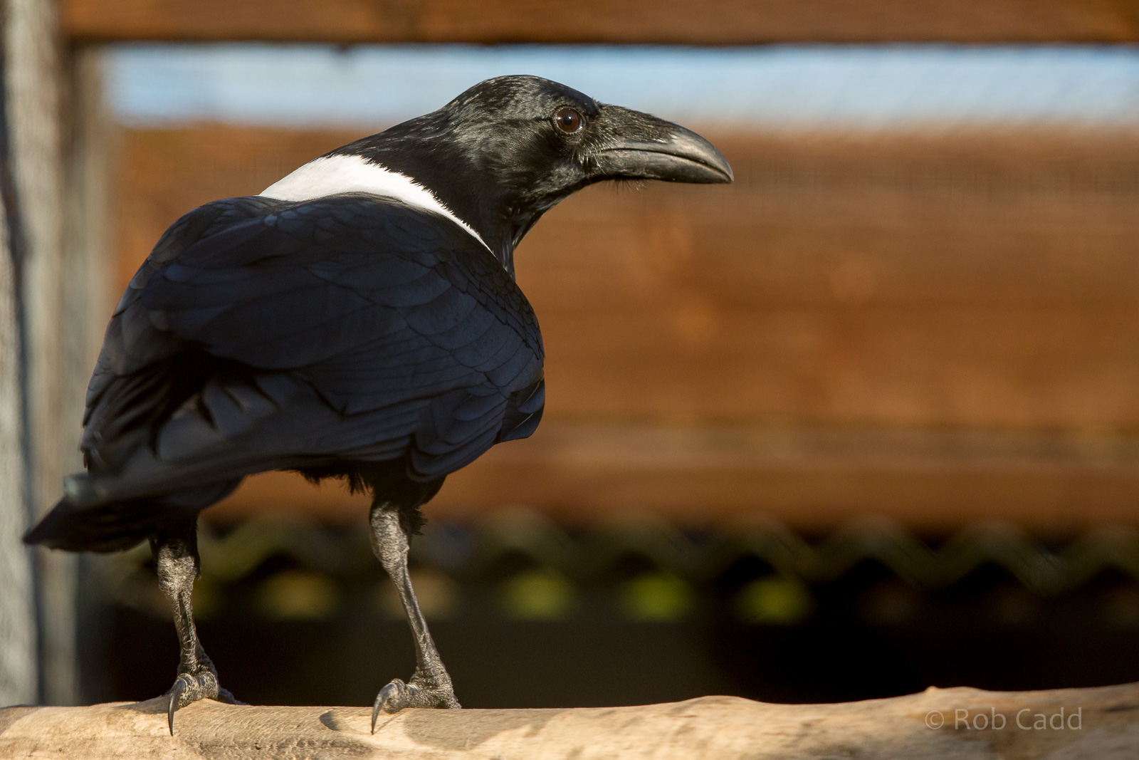 Pied crow : Hamerton : 31 Dec 2014