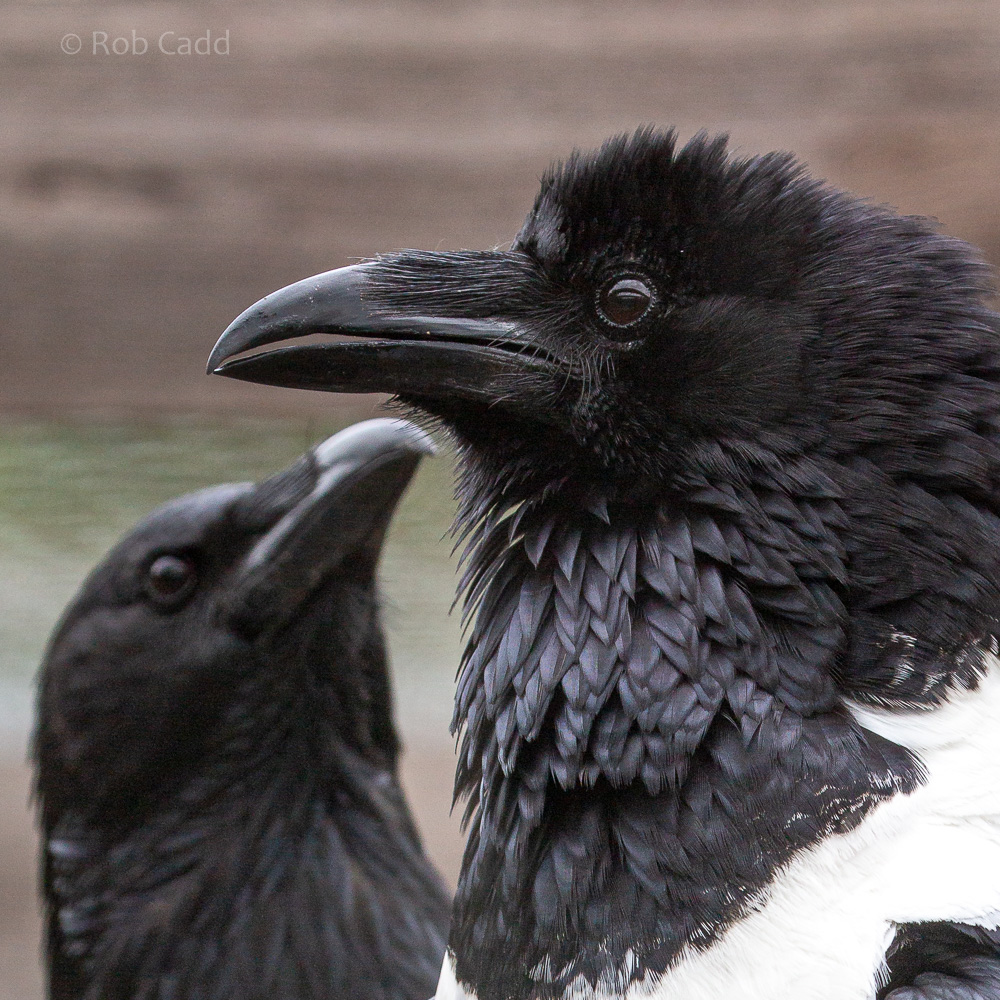 Pied crow : Hamerton : 31 May 2019