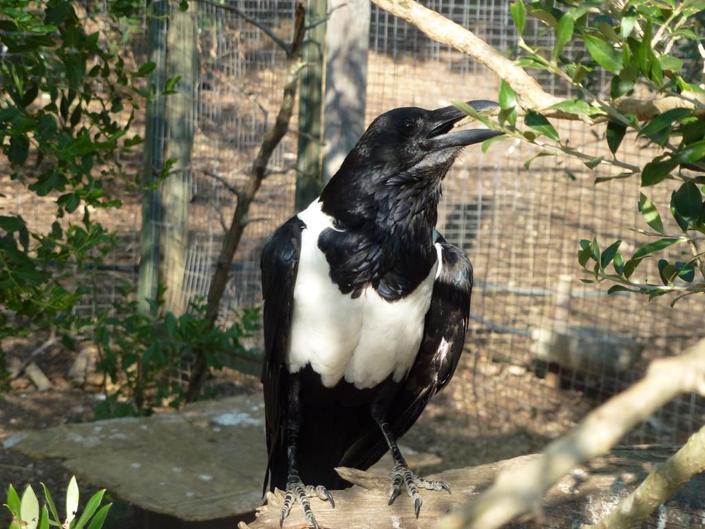 Pied crow, July 2013.