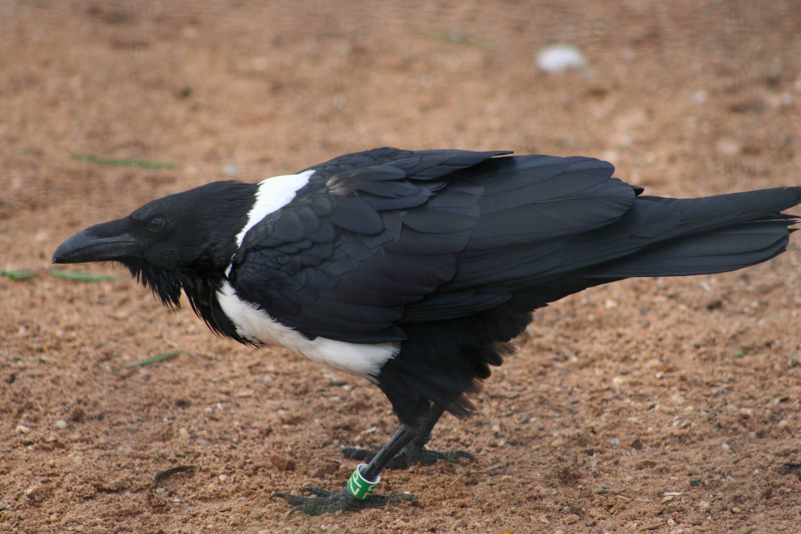 Pied Crow @ Twycross; 22.10.2010