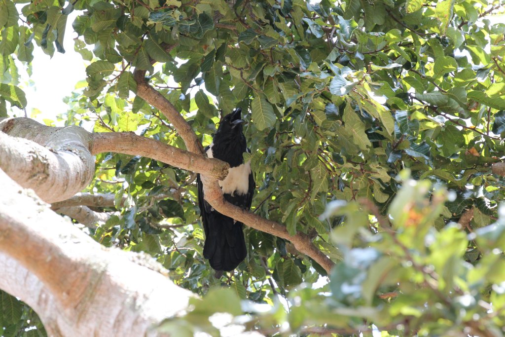 Pied Crow - wild bird