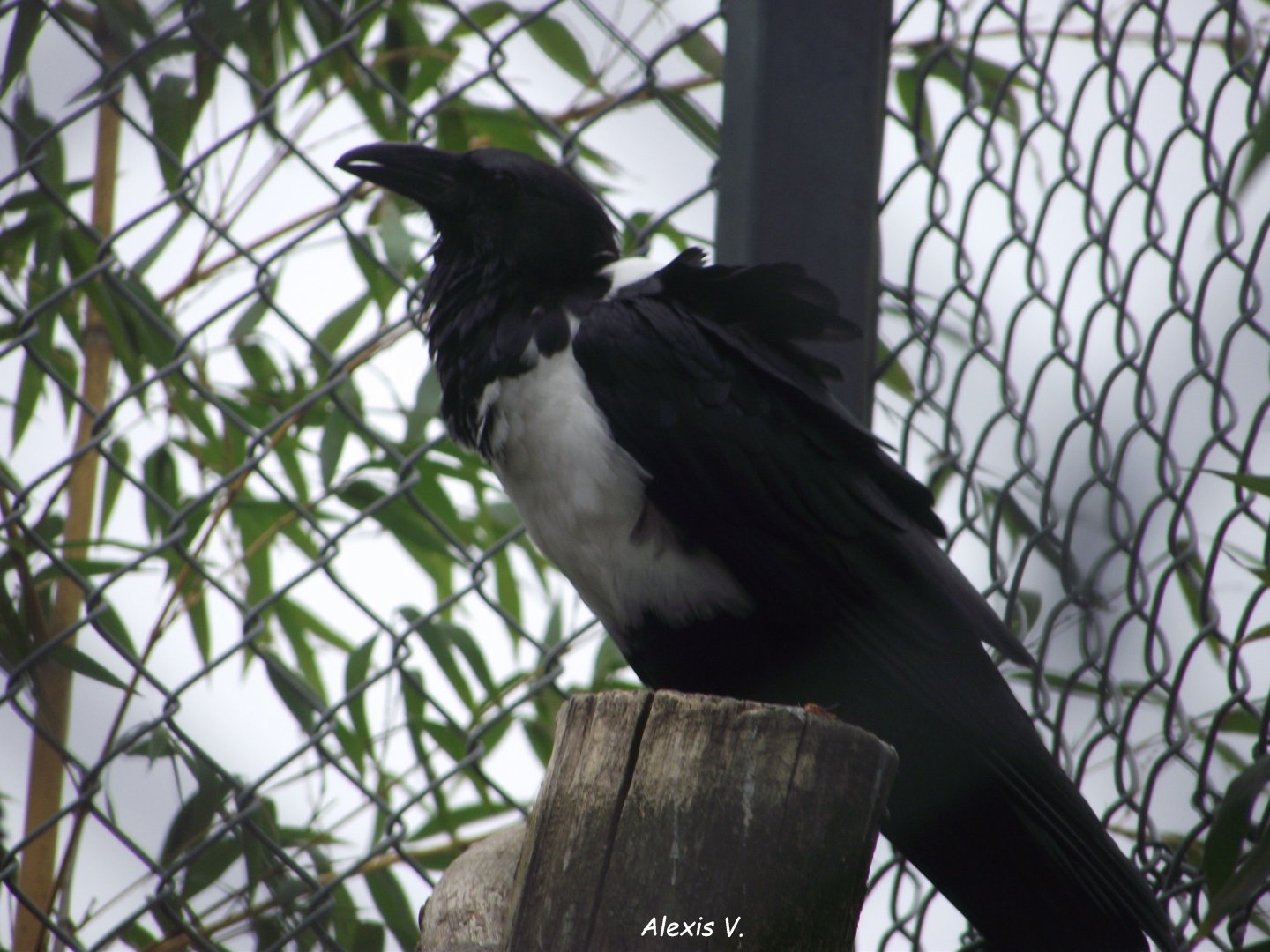 Pied Crow - Zooparc de Beauval - 12/04/2025