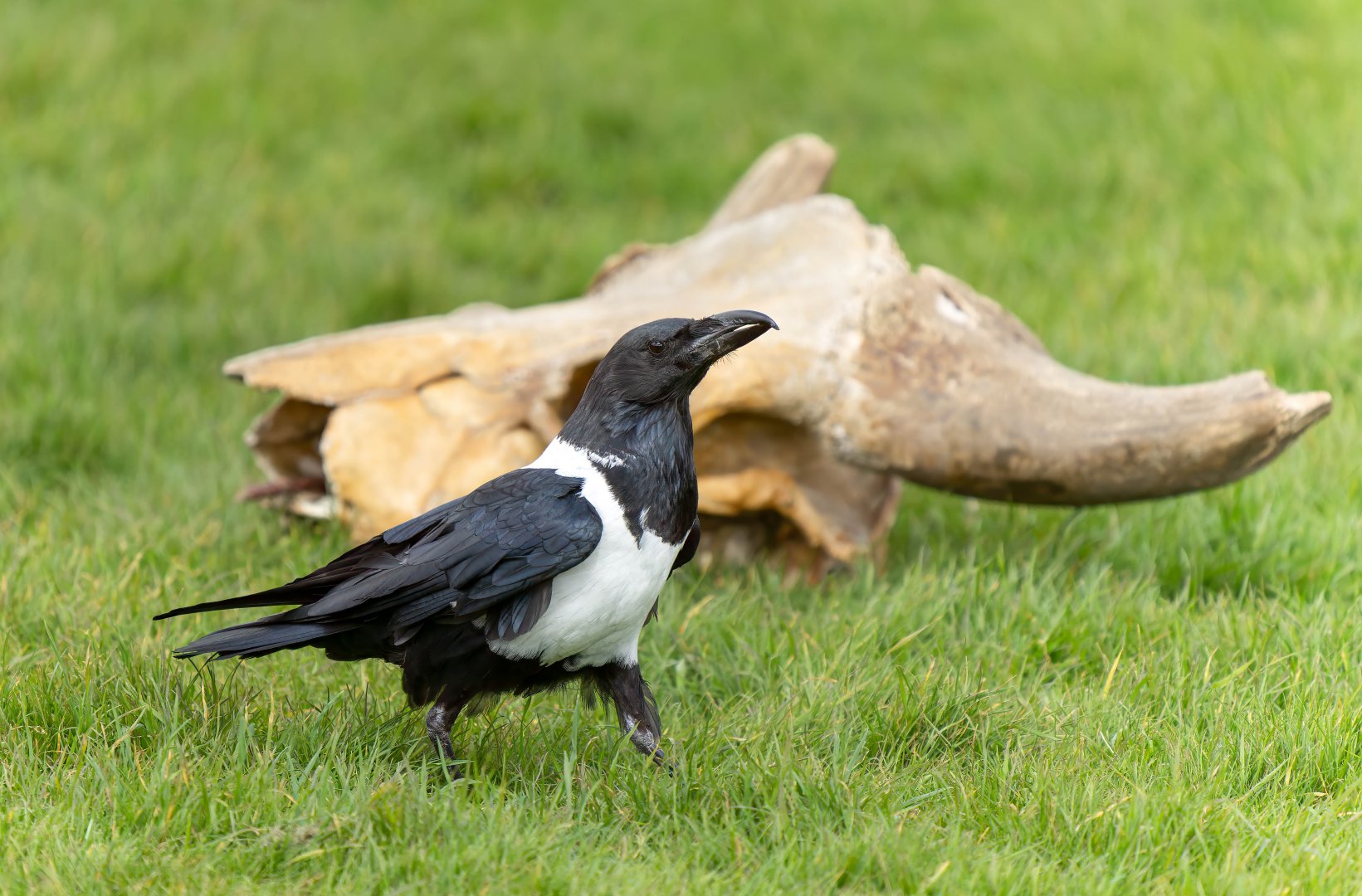 Pied crow, ZSL Whipsnade, UK
