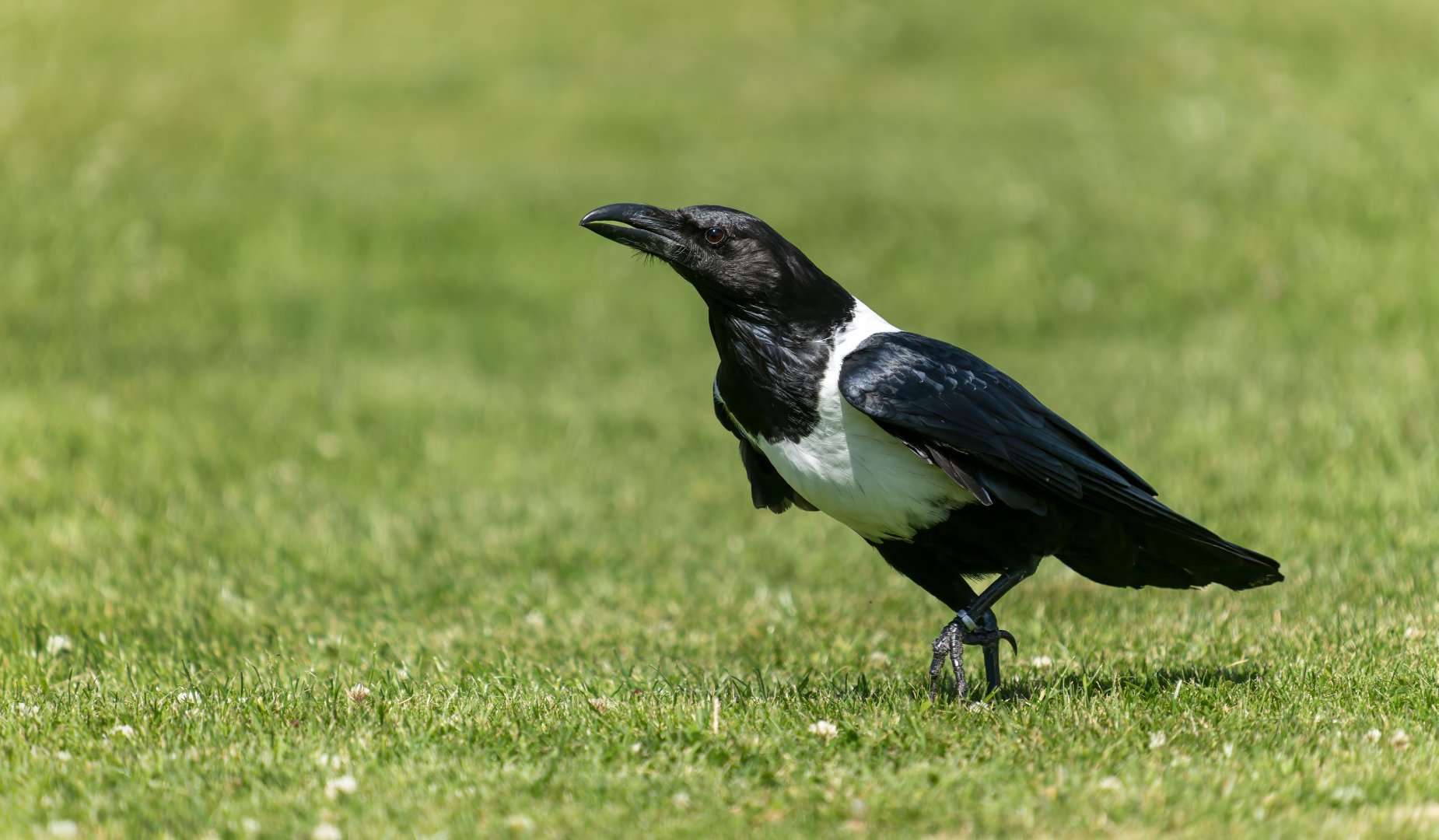 Pied crow, ZSL Whipsnade, UK