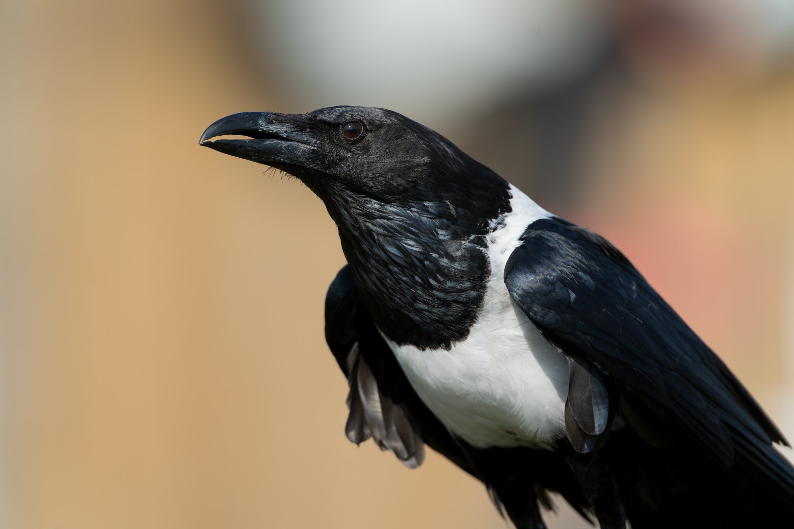 Pied crow, ZSL Whipsnade, UK