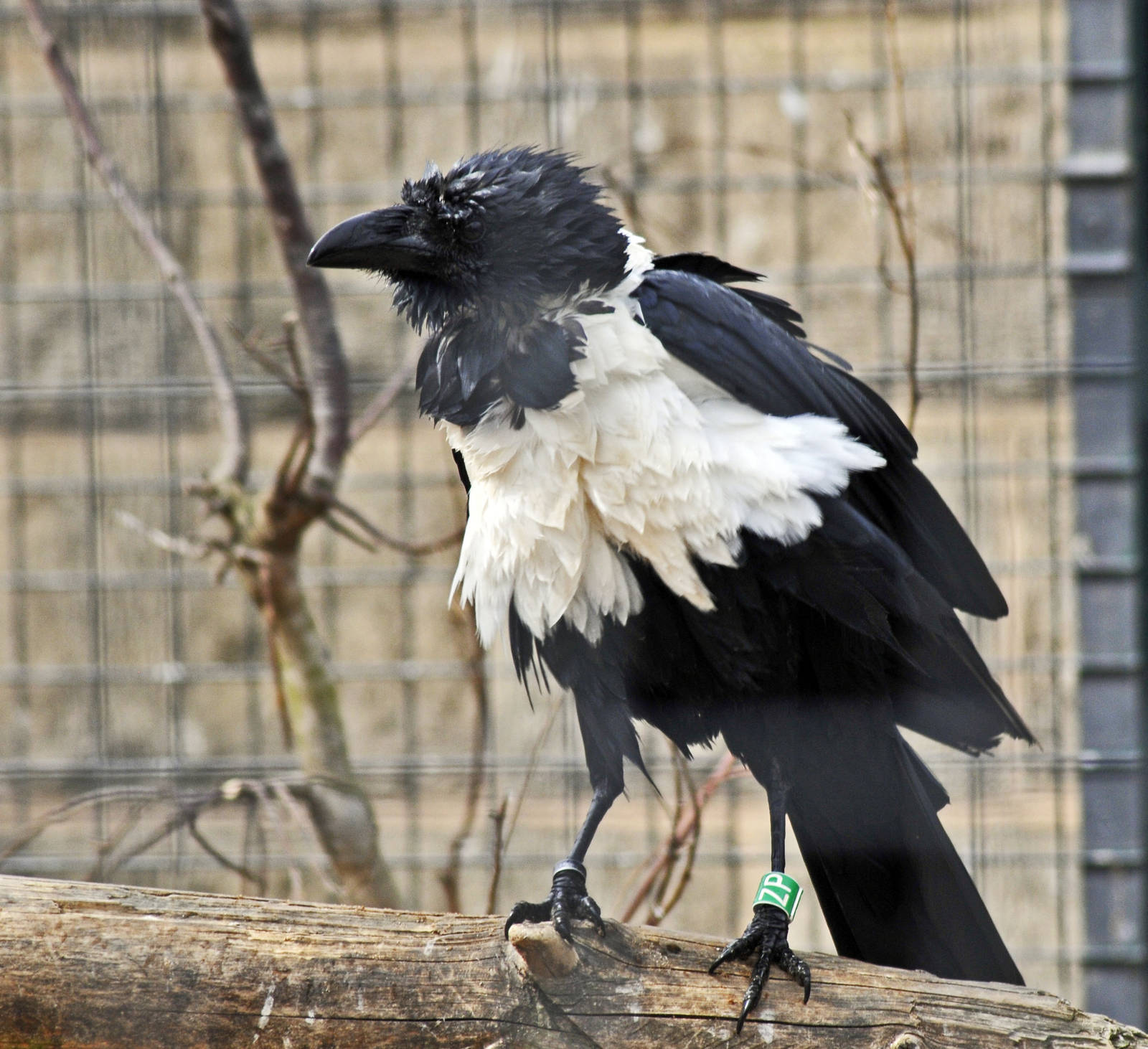 Pied Crow