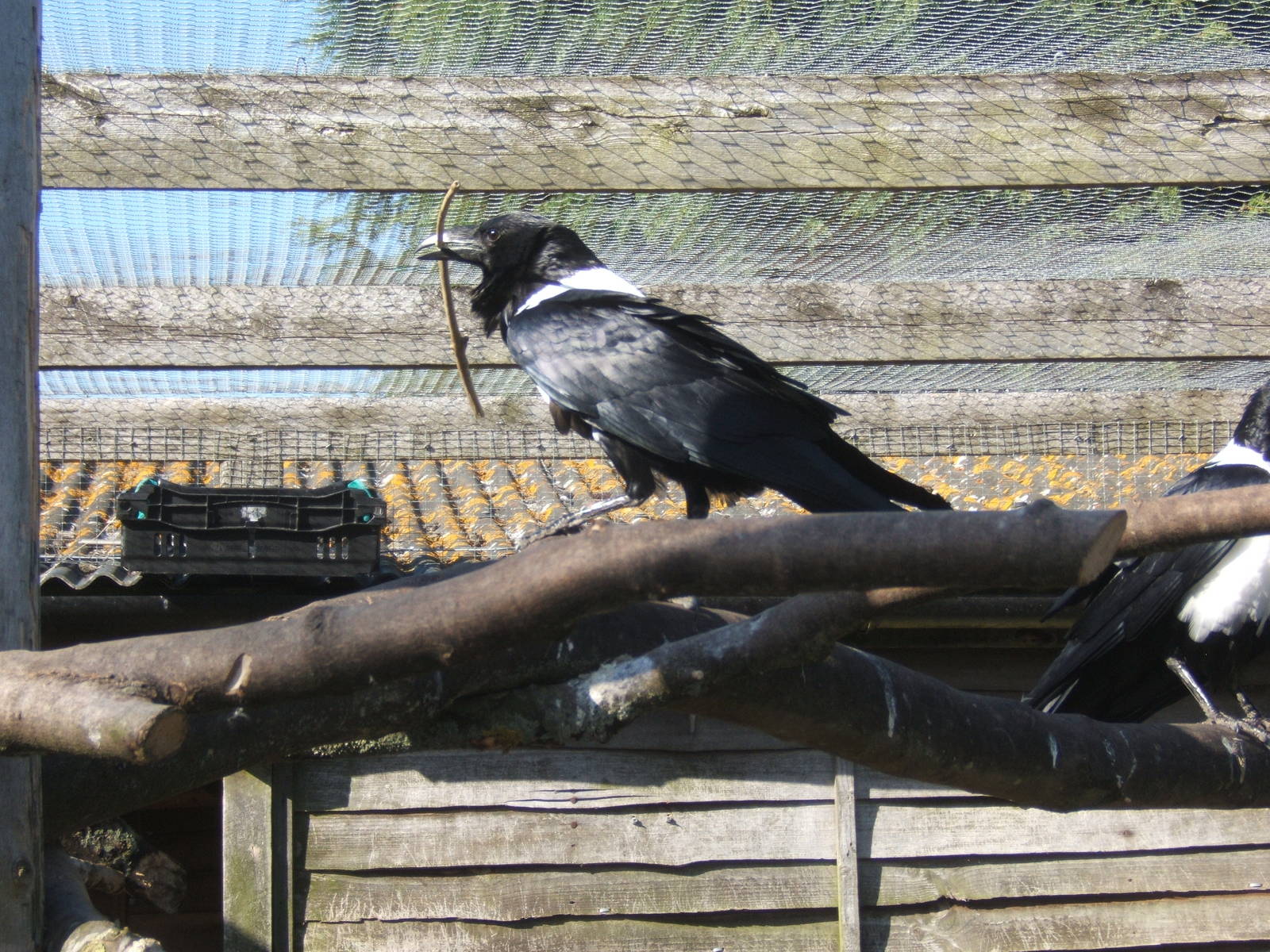 Pied Crow
