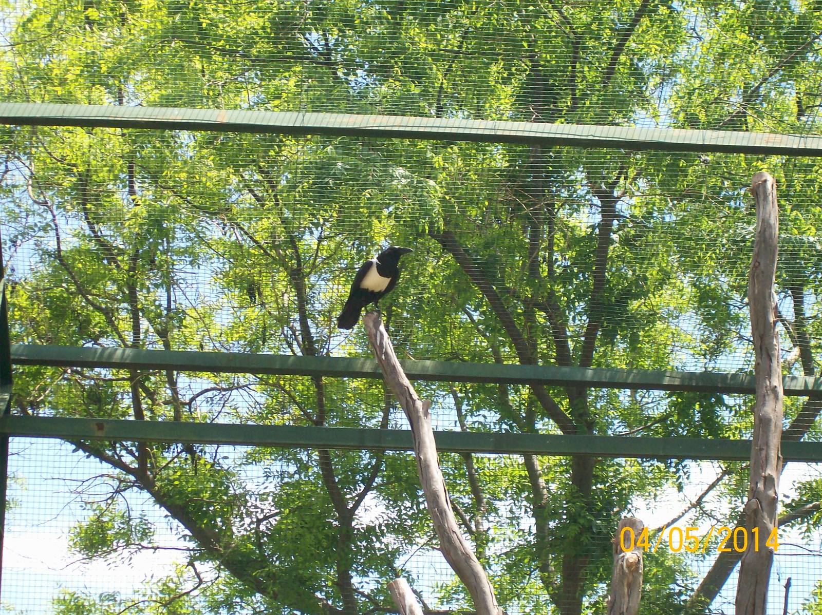 Pied crow