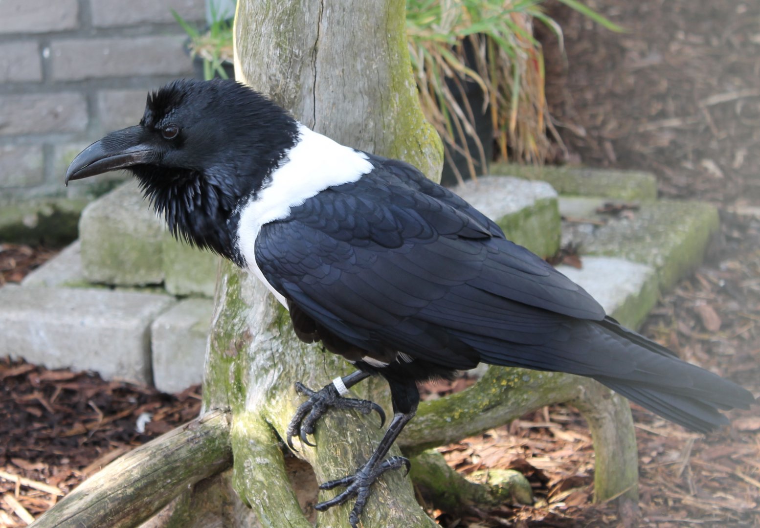Pied crow