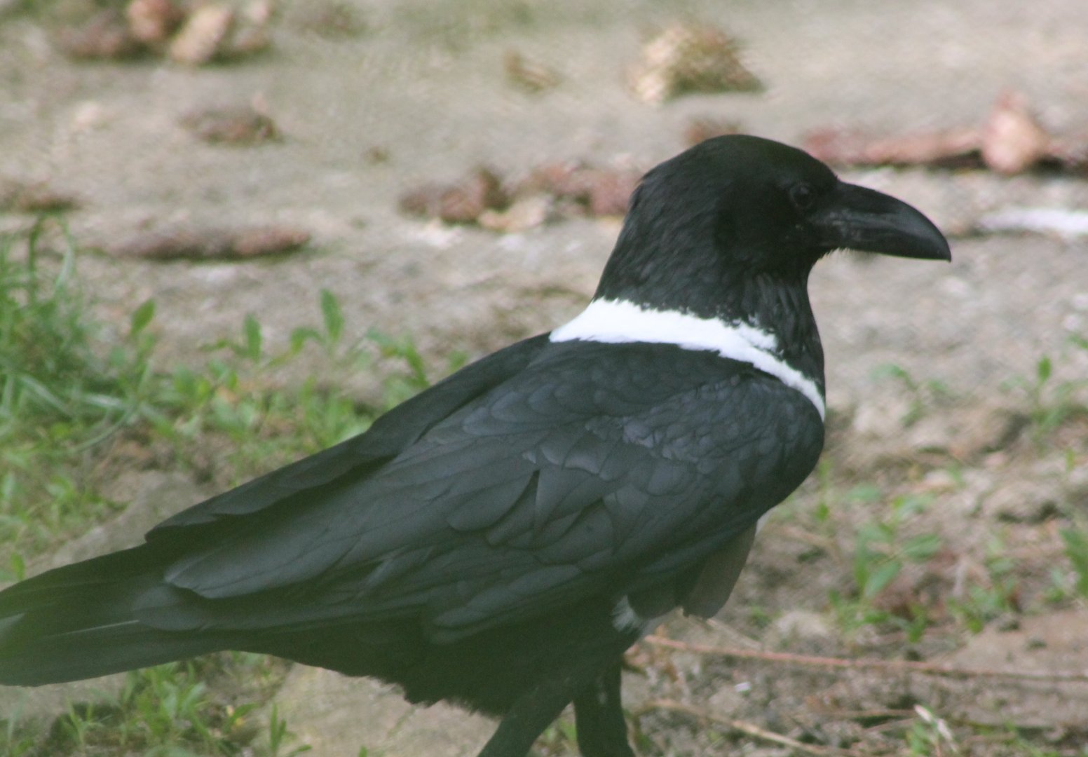 Pied crow