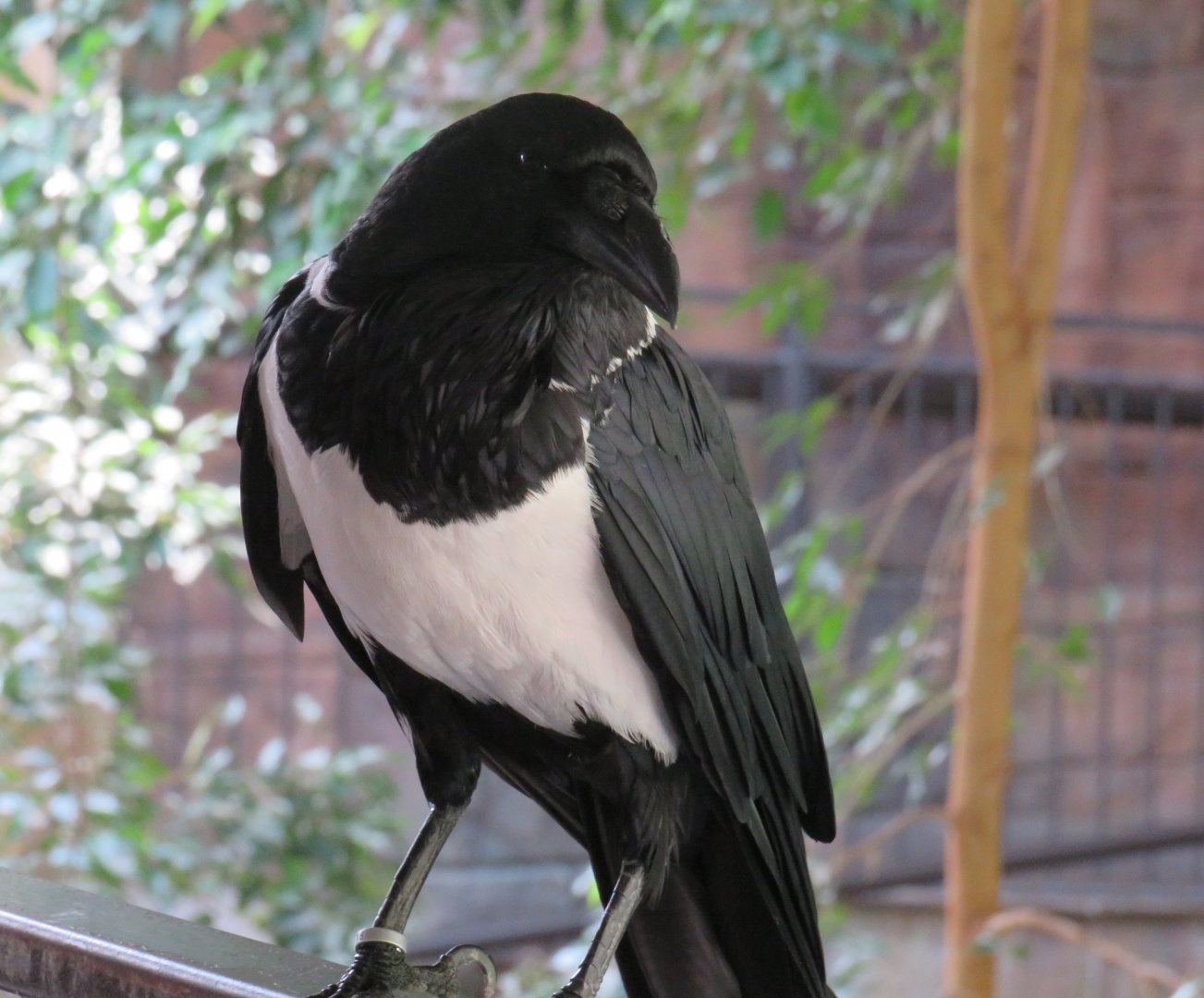 Pied crow