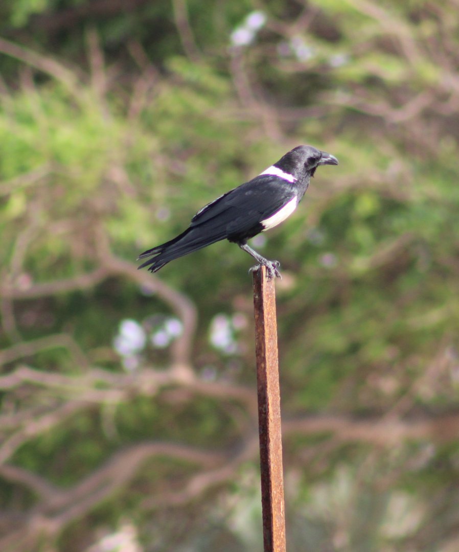 Pied crow