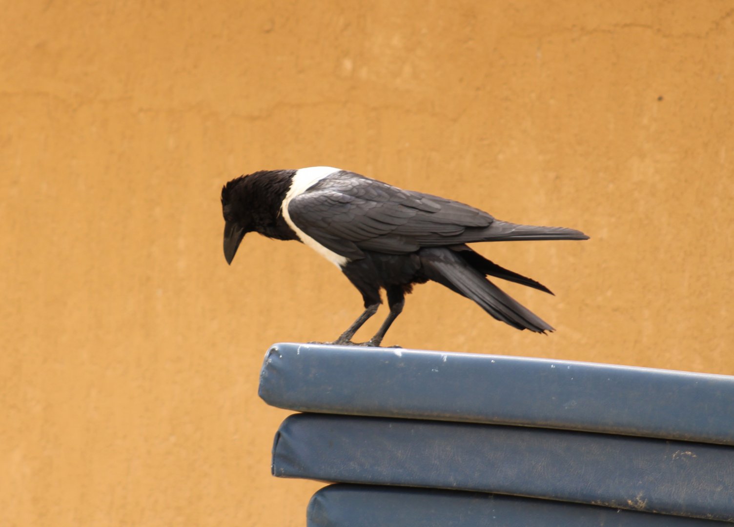 Pied crow