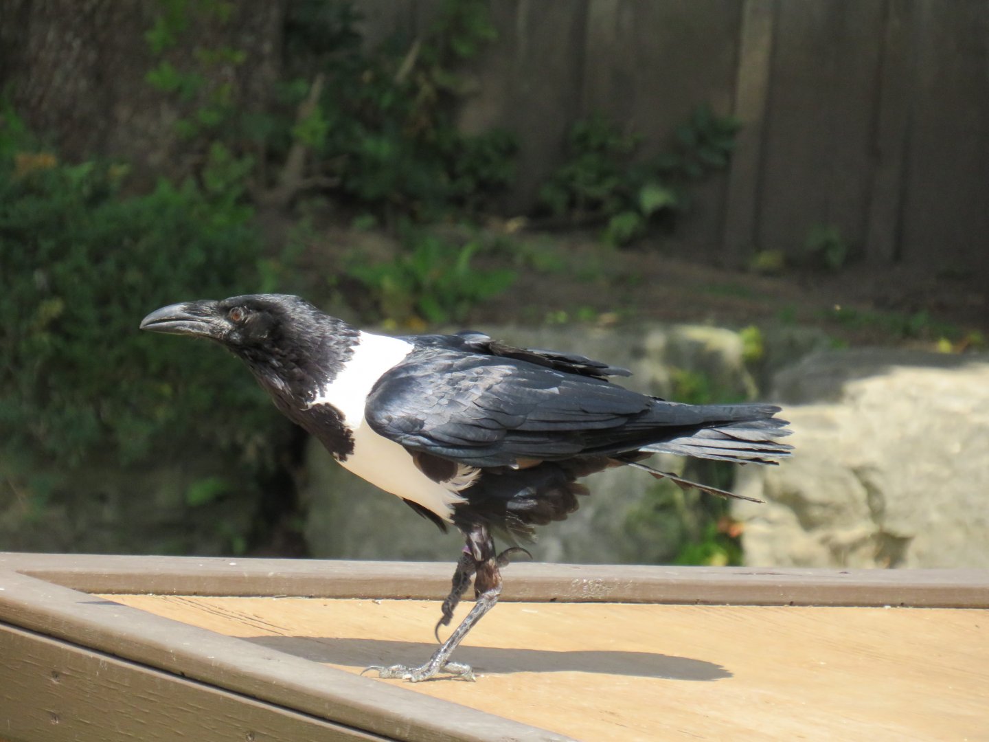 Pied crow