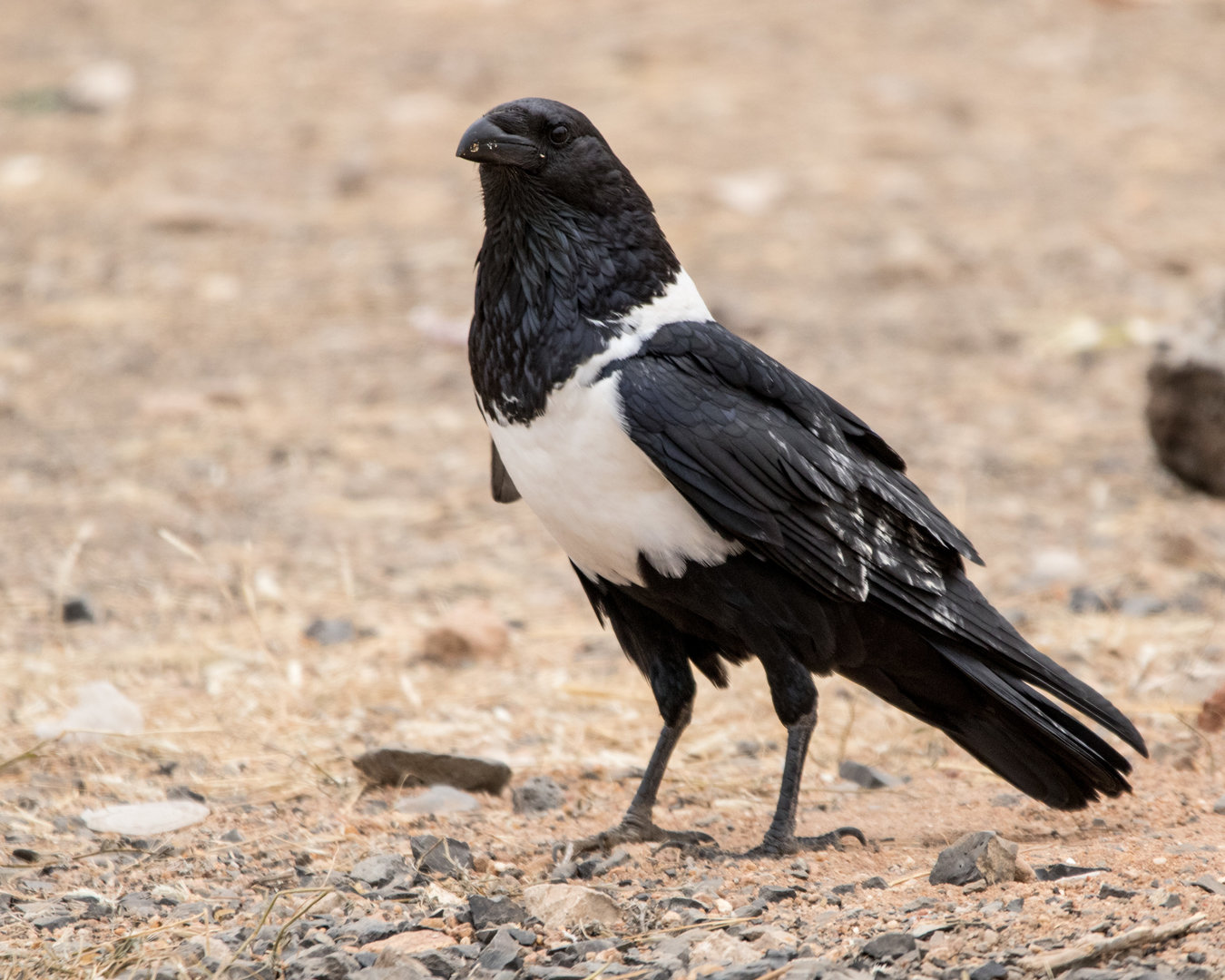 Pied Crow