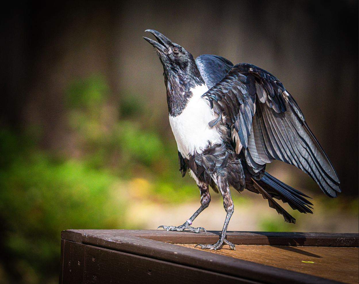 Pied Crow