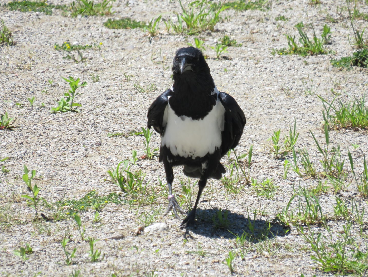 Pied crow