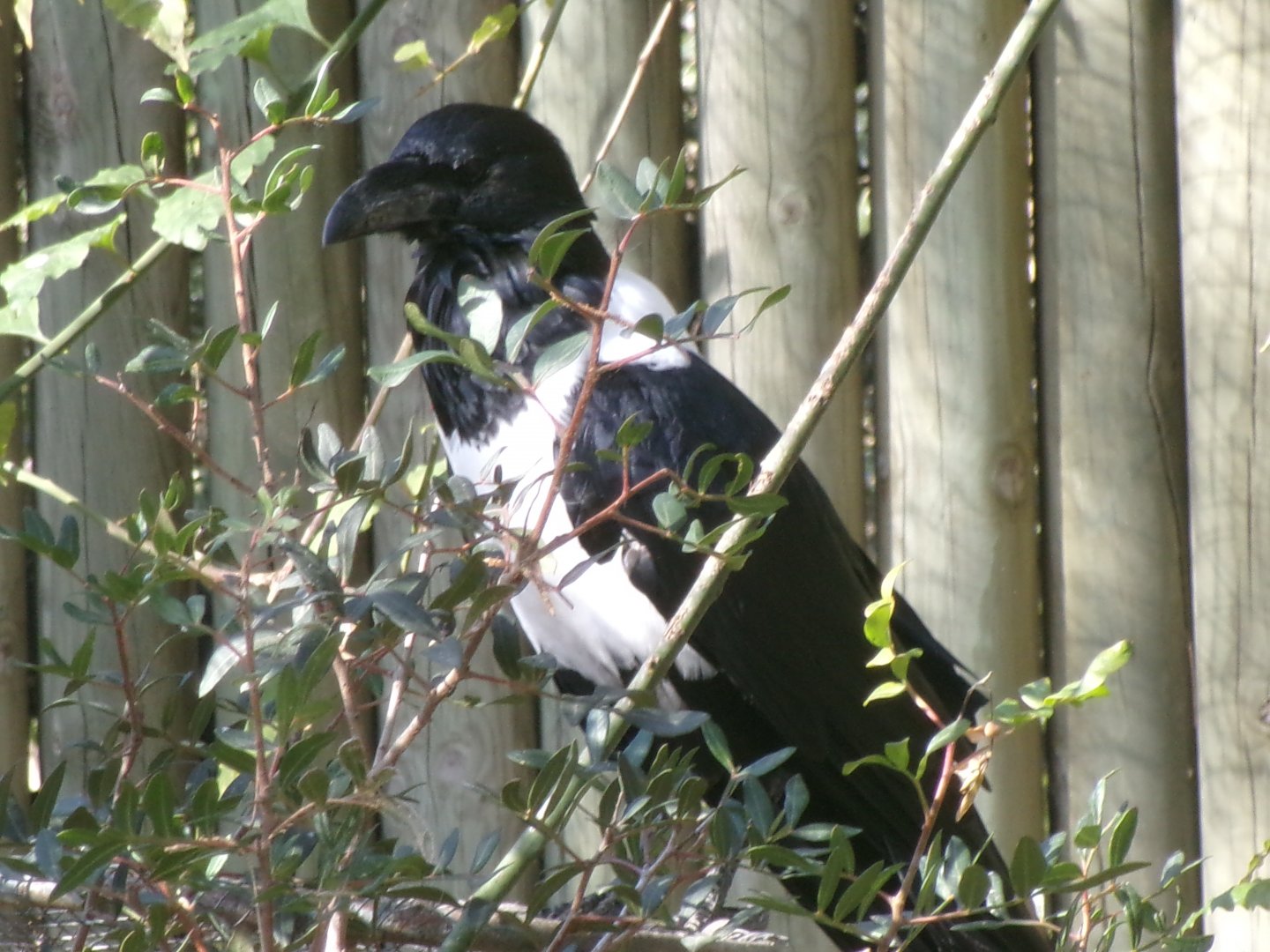 Pied crow
