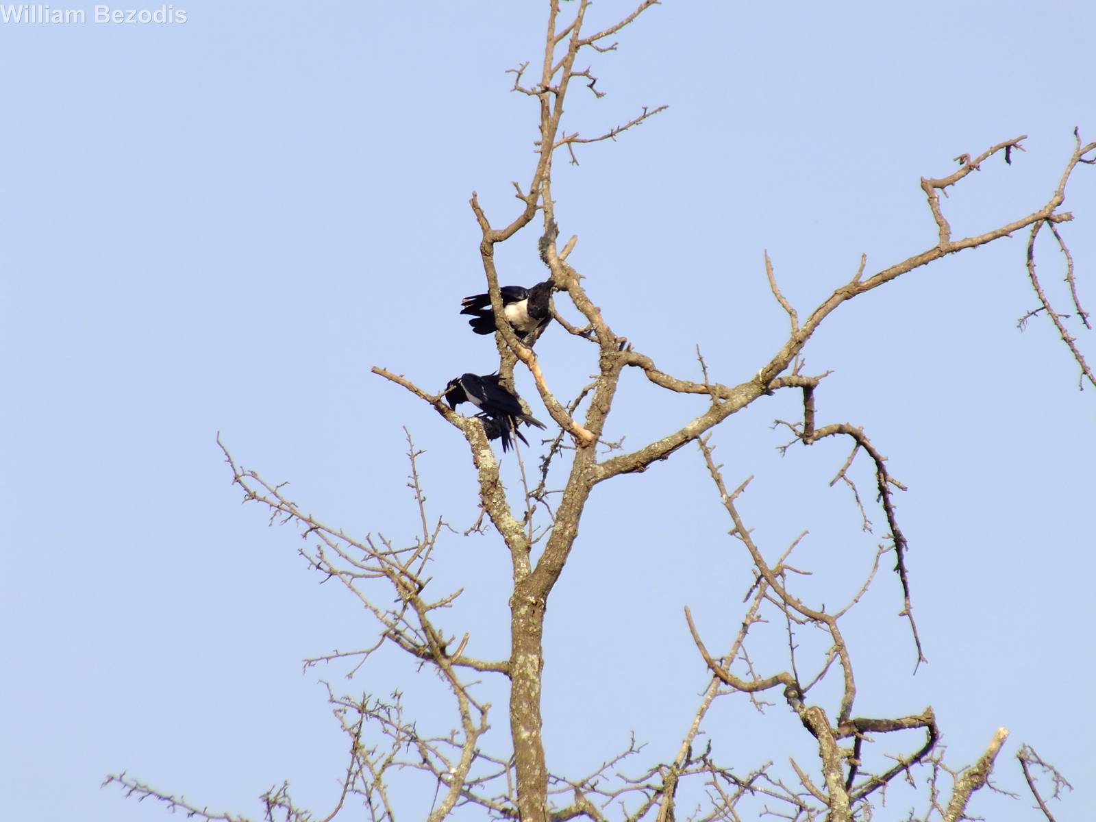 Pied Crows at a Petrol Station between Arusha and Tarangire National Park