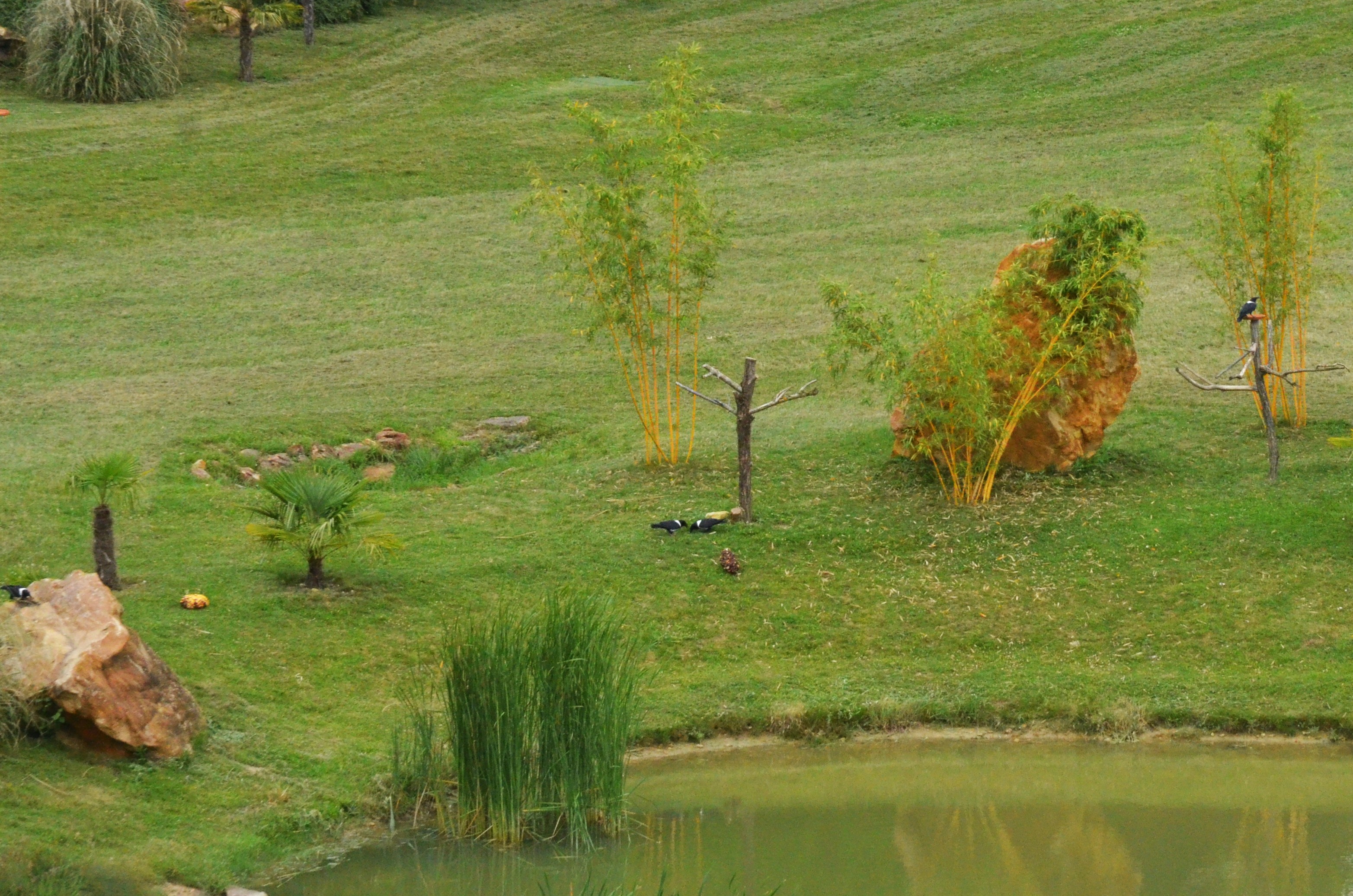 Pied Crows - Les Maîtres des Airs at Beauval, 12/06/18