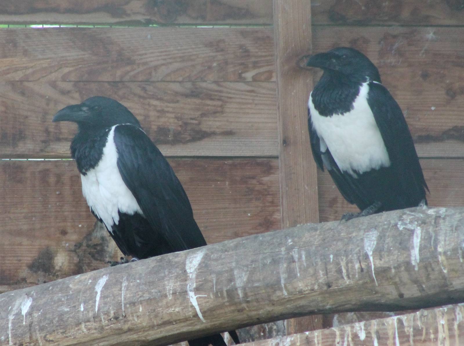 Pied crows