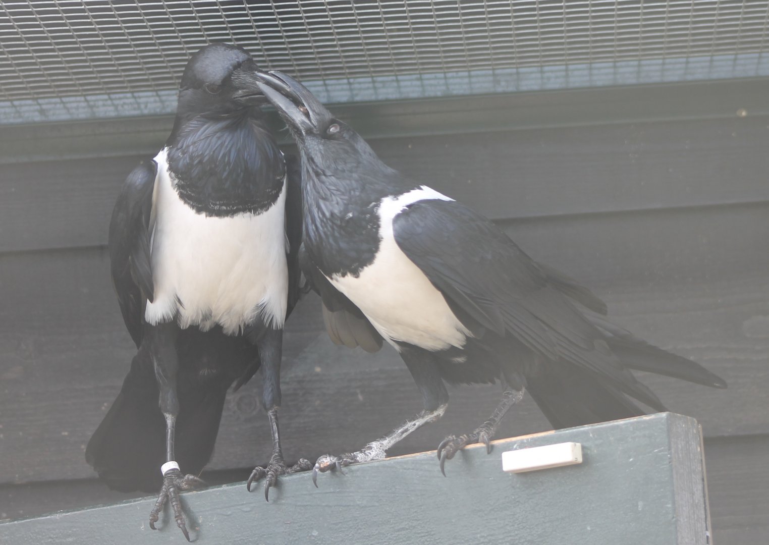Pied crows
