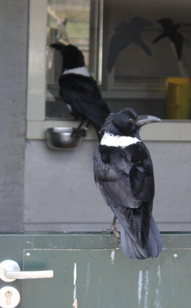 Pied crows