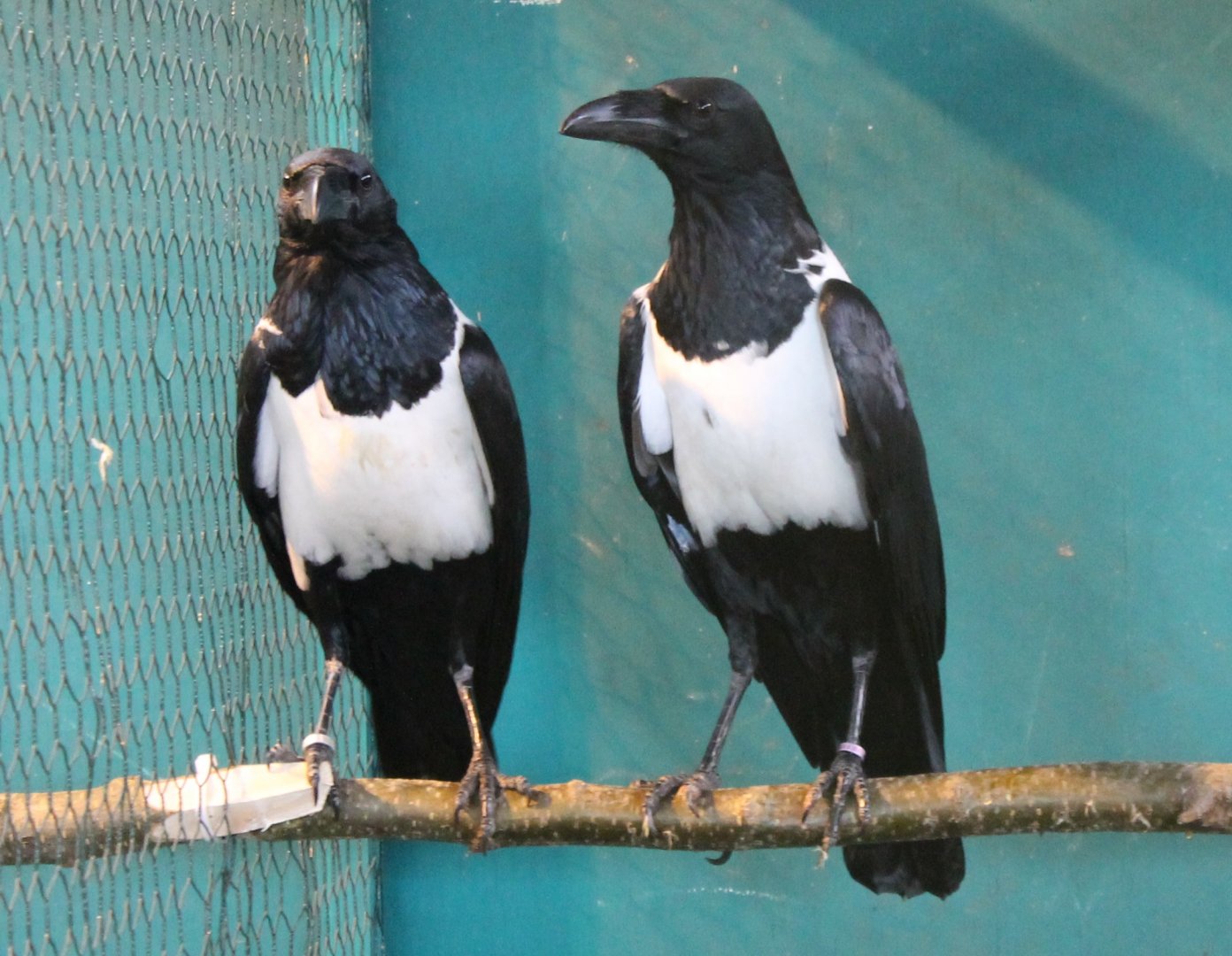 Pied crows