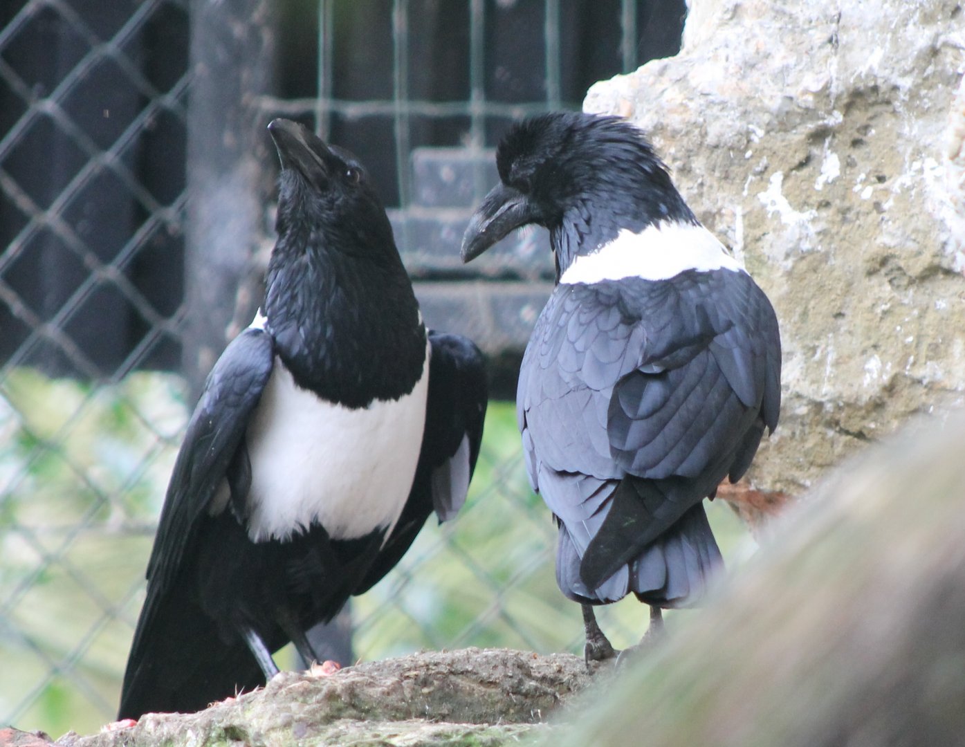Pied crows
