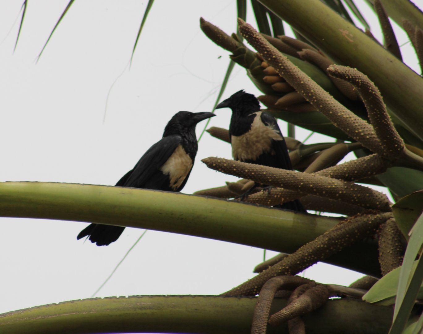 Pied crows