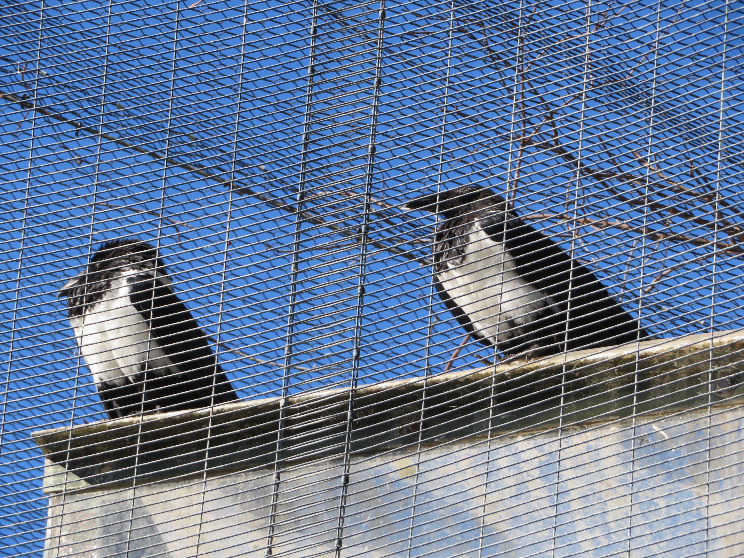 Pied Crows