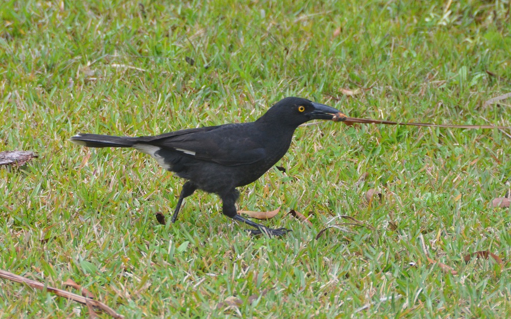 Pied currawong 2