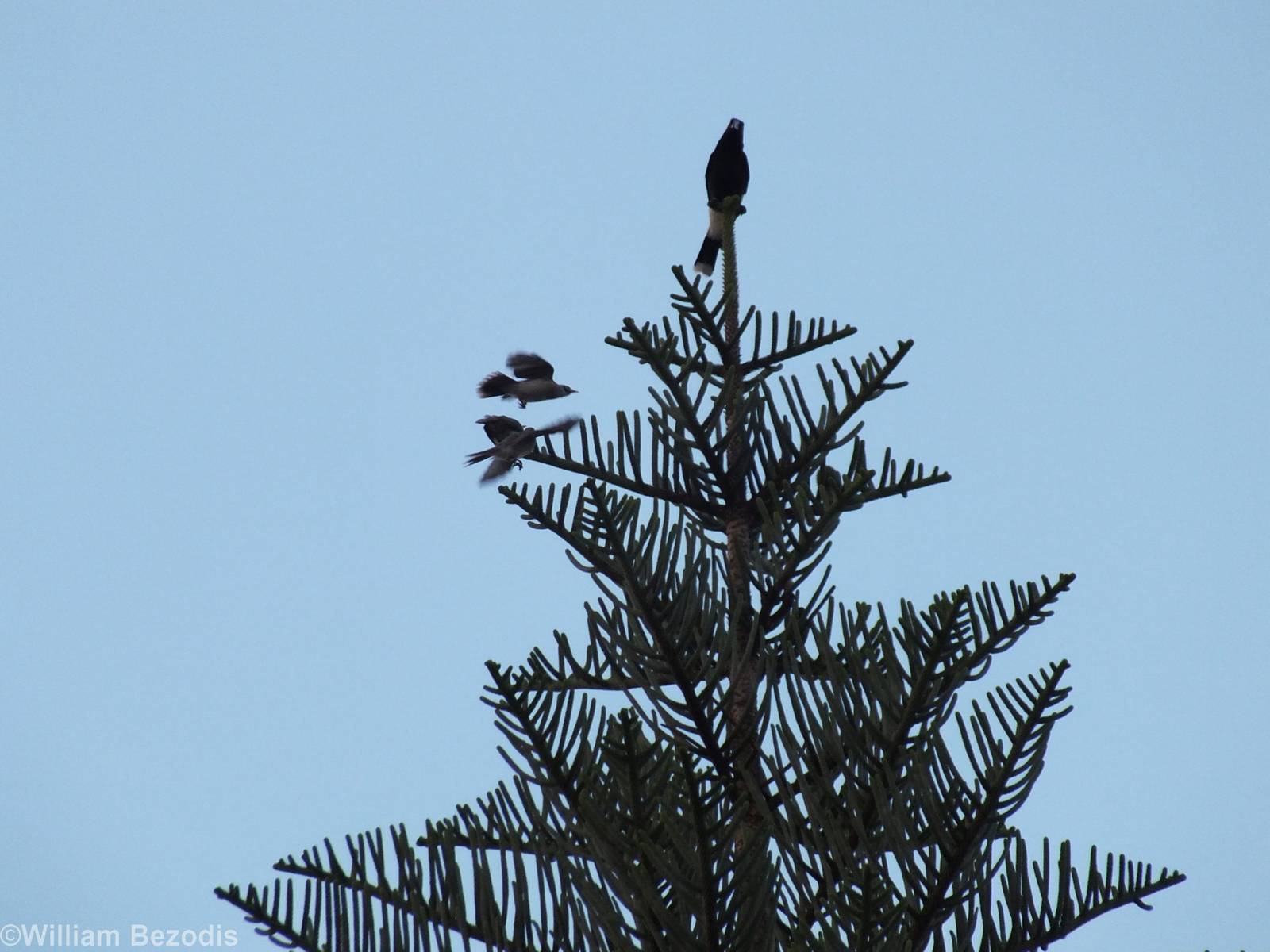 Pied Currawong and Noisy Miners