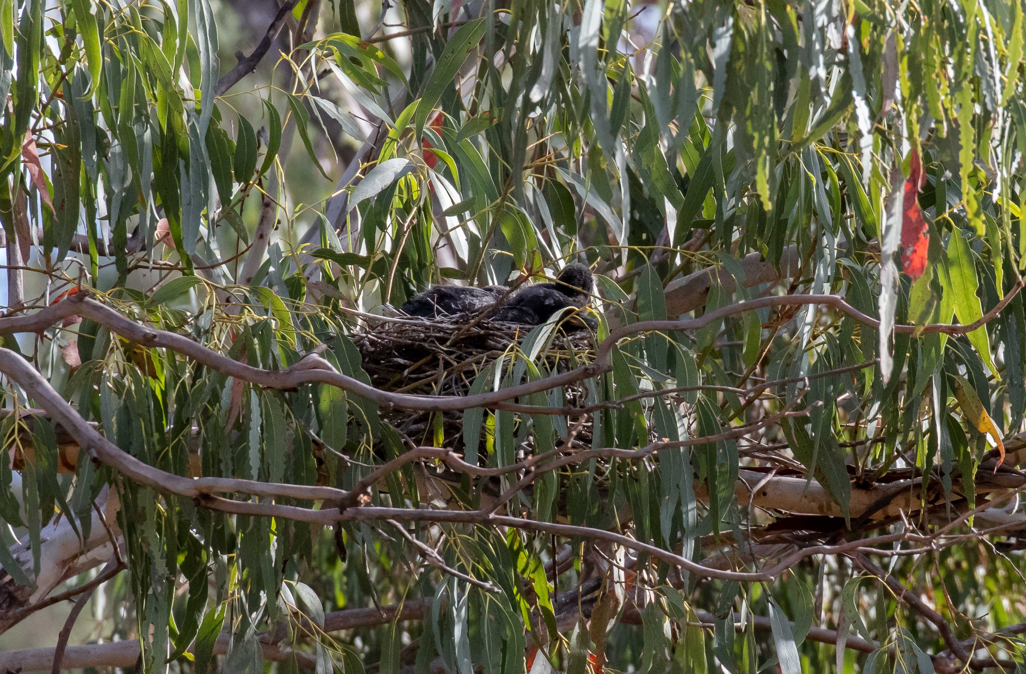 Pied Currawong chicks in the nest