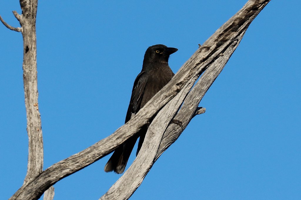 Pied Currawong juvenile