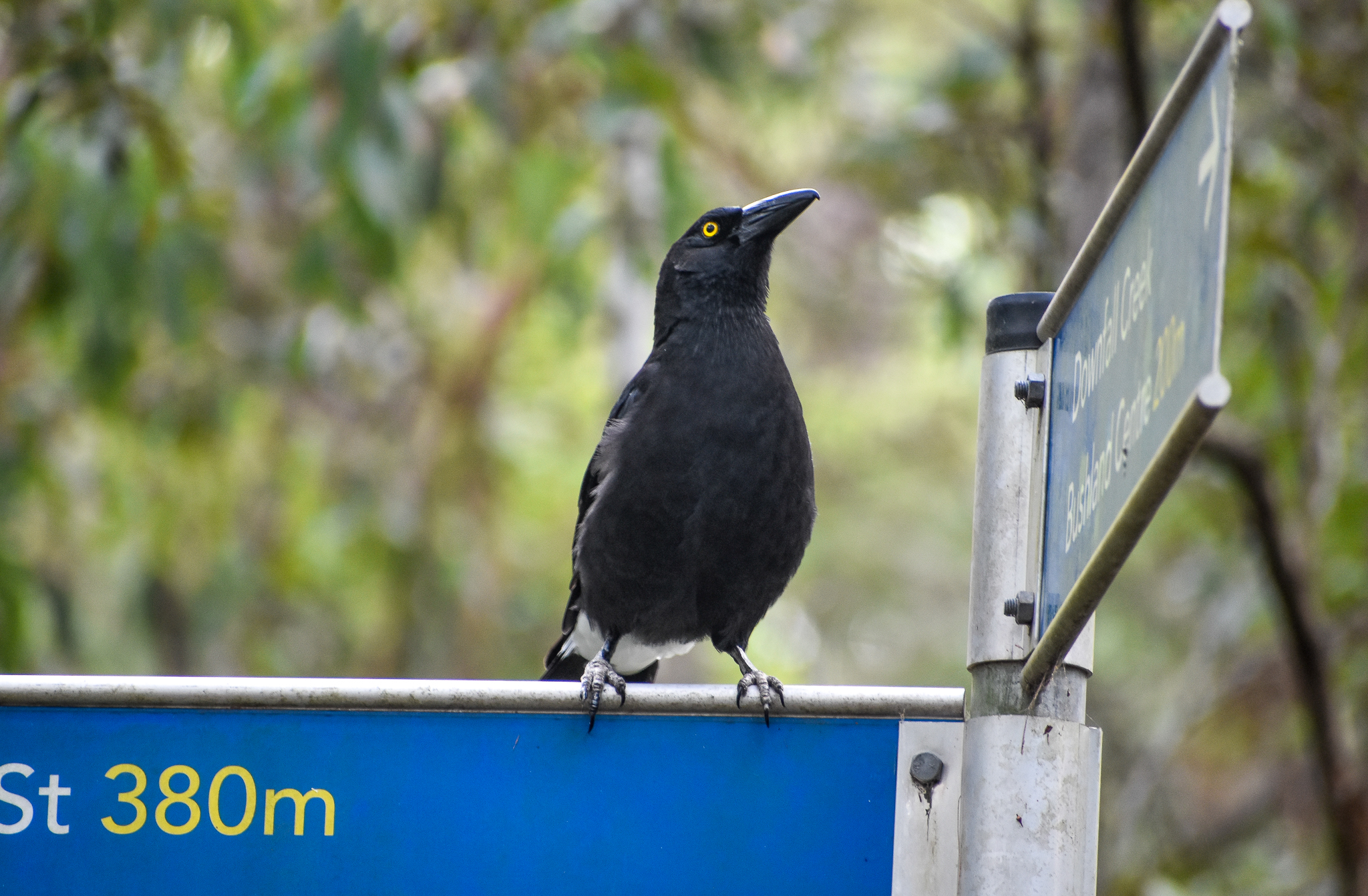 Pied Currawong on sign