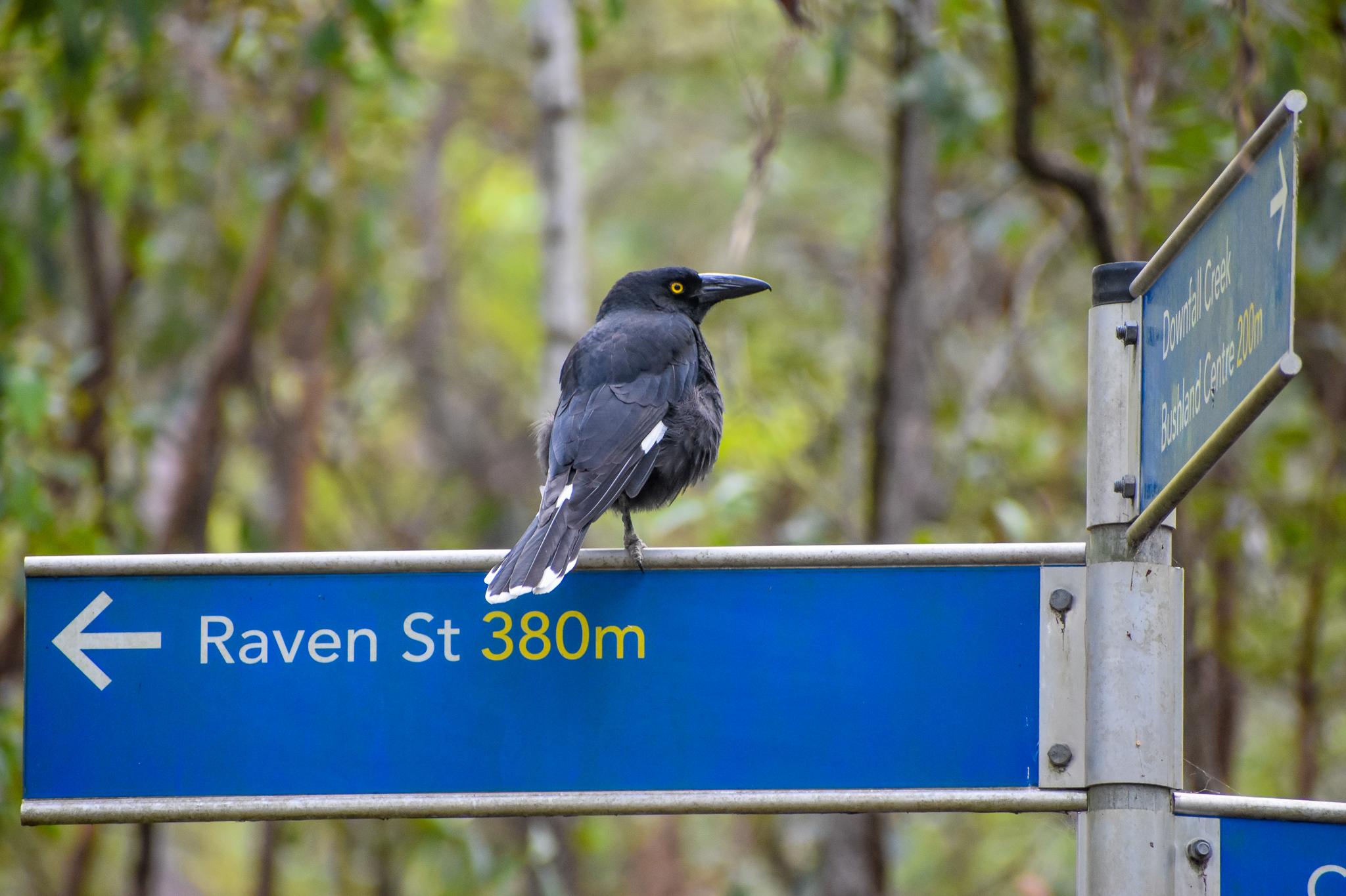 Pied Currawong on sign