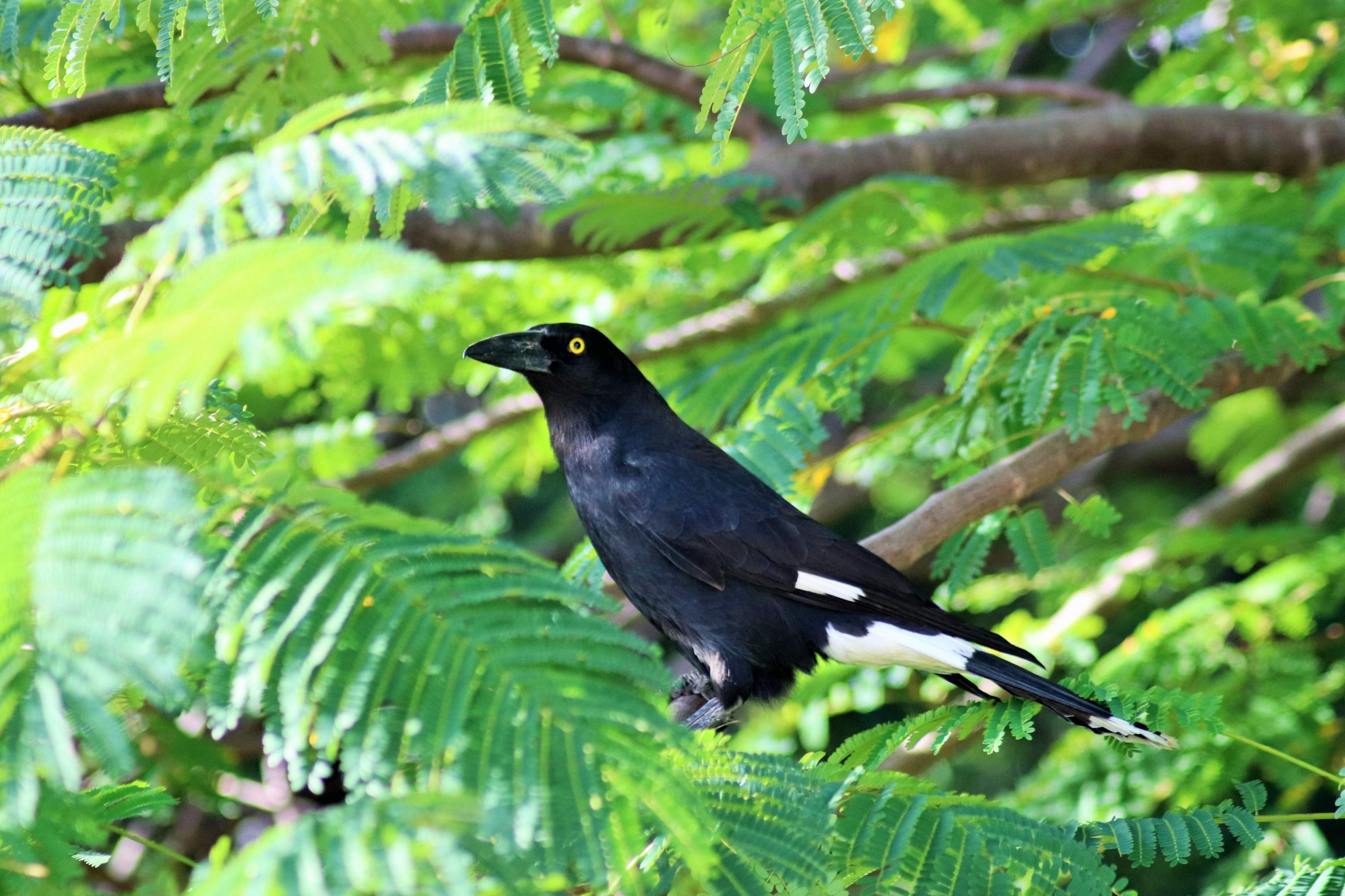 Pied Currawong (Strepera graculina graculina)
