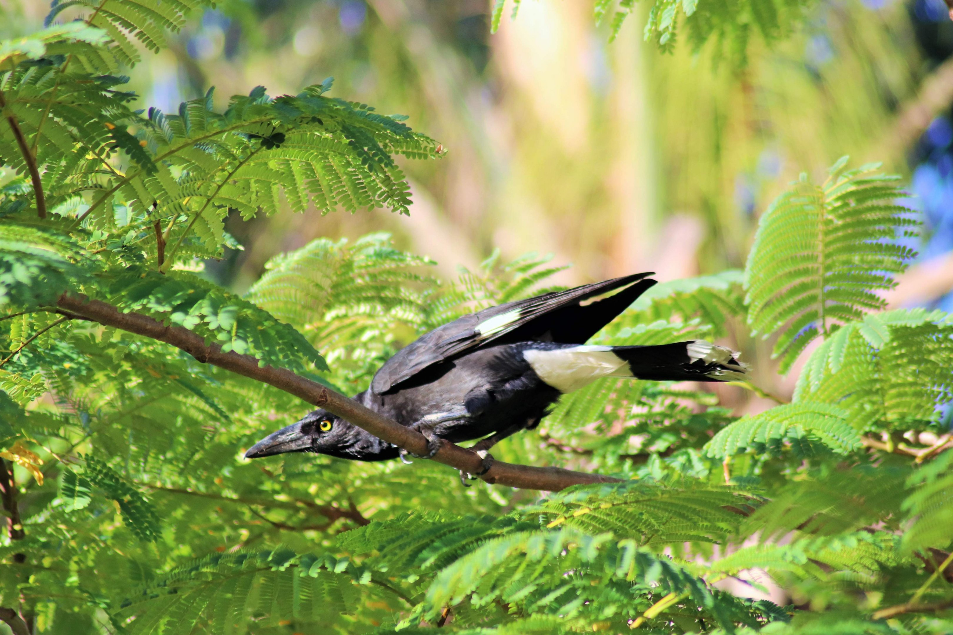 Pied Currawong (Strepera graculina graculina)
