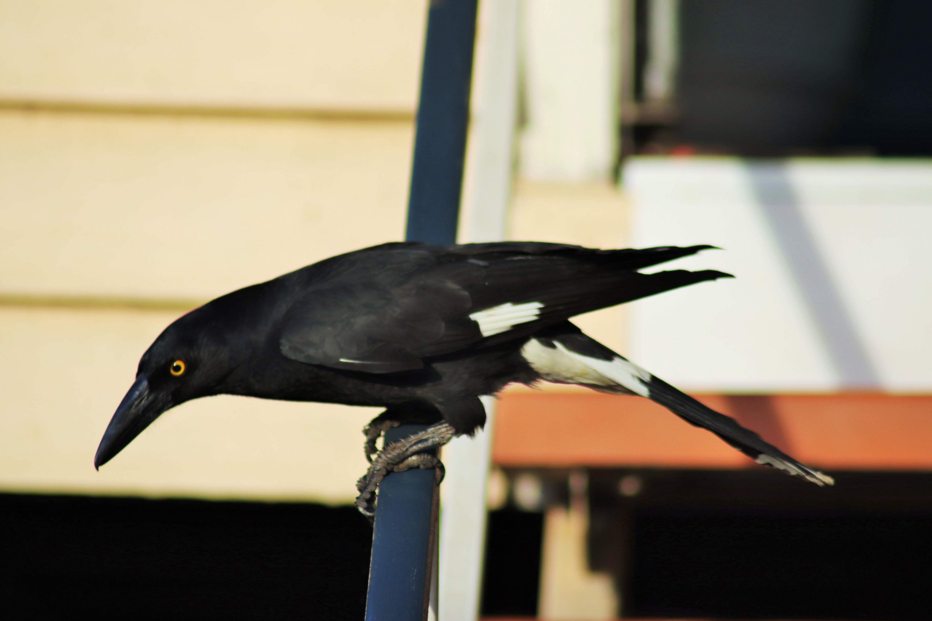 Pied Currawong (Strepera graculina graculina)