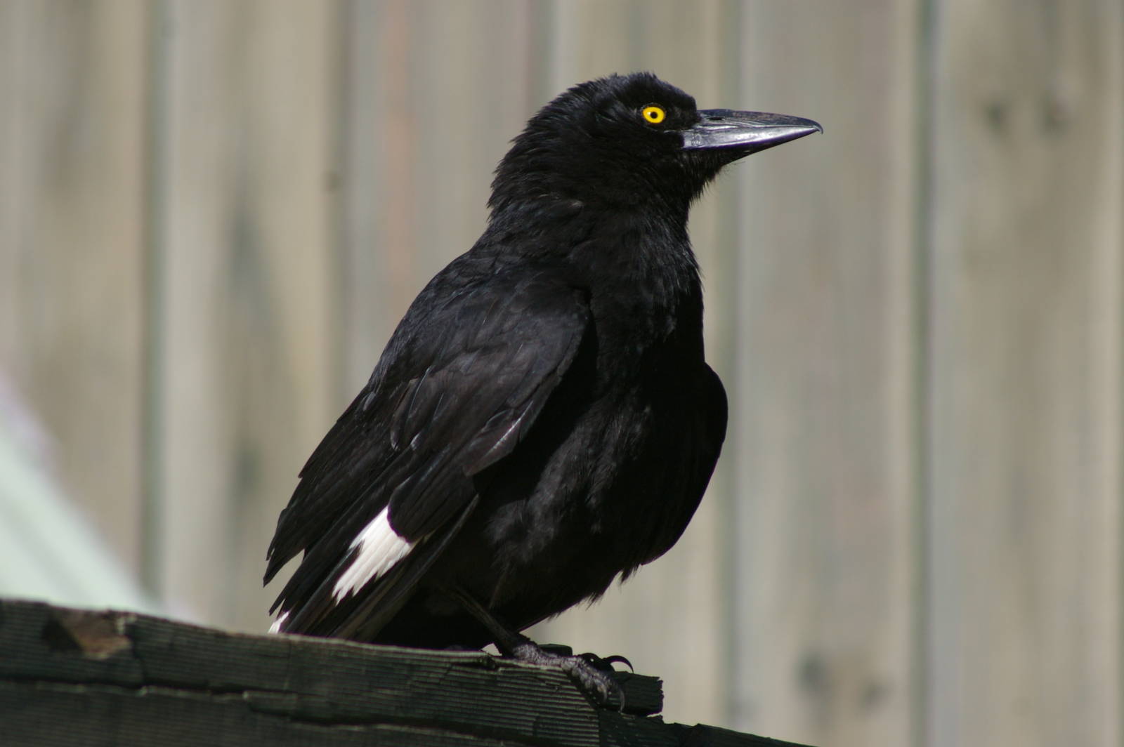 pied currawong (Strepera graculina)